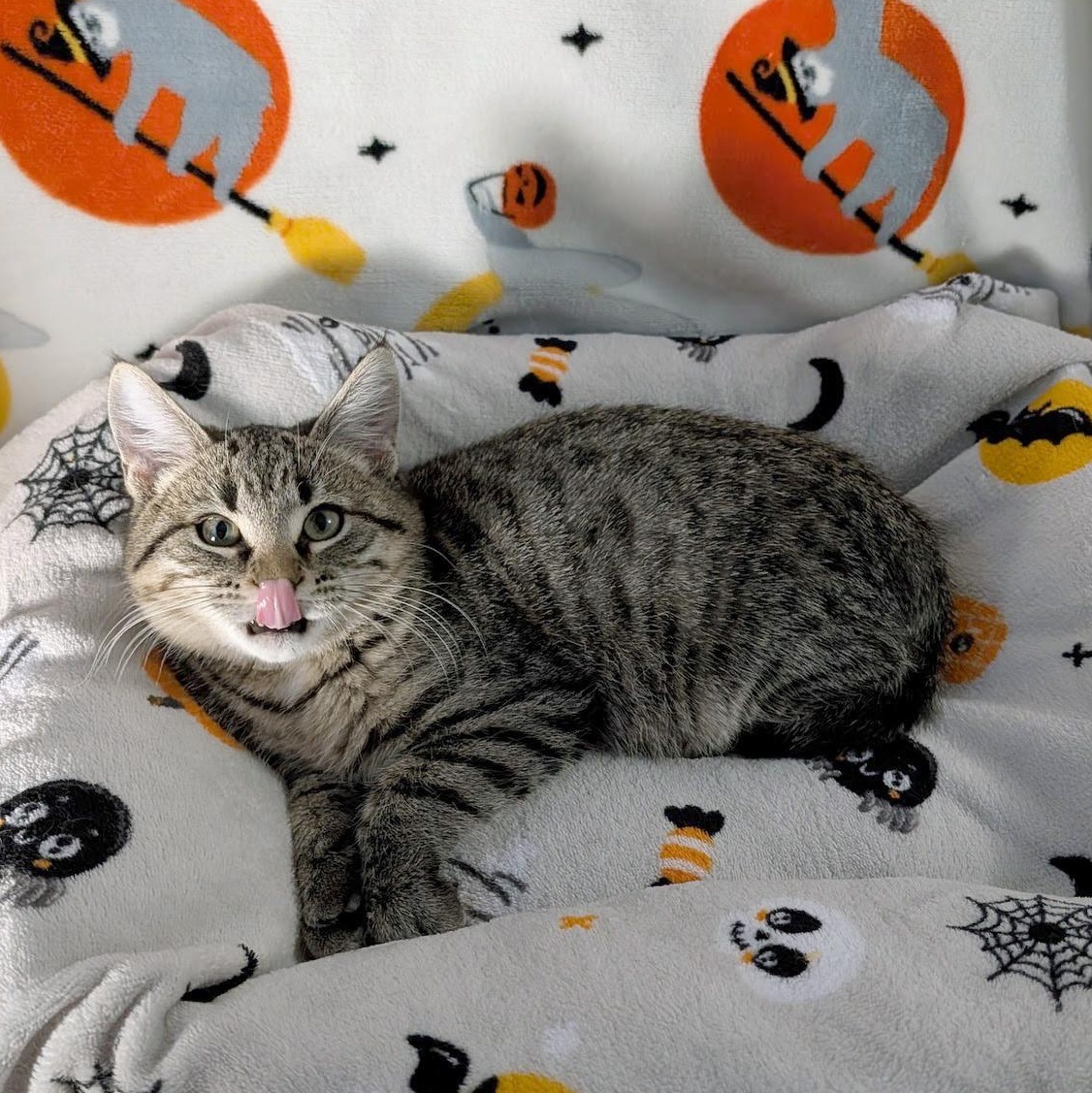 Enlarge Reaper, a ADOPTABLE Domestic Short Hair in Apex, NC image 3/4