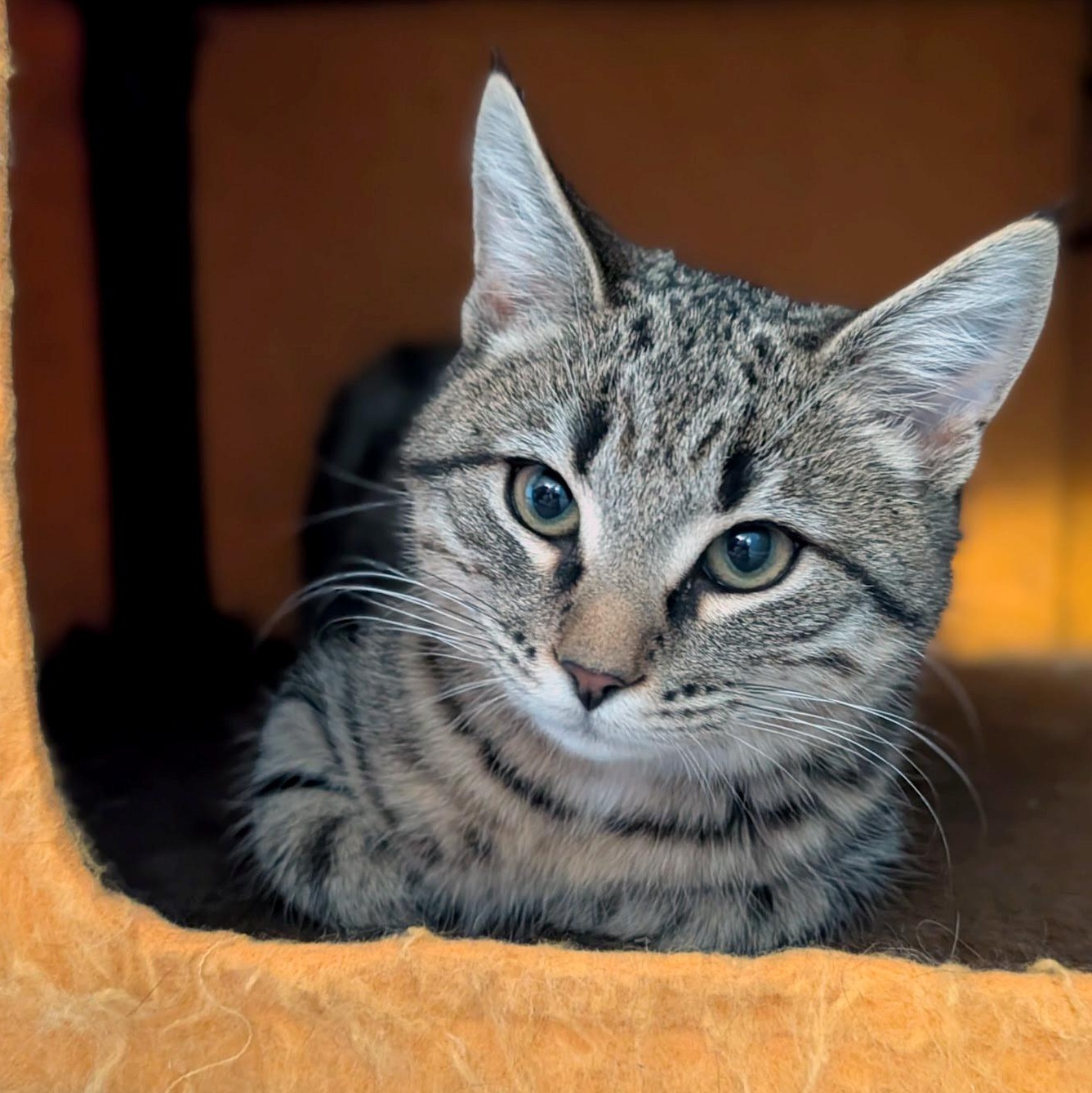 Enlarge Reaper, a ADOPTABLE Domestic Short Hair in Apex, NC image 4/4