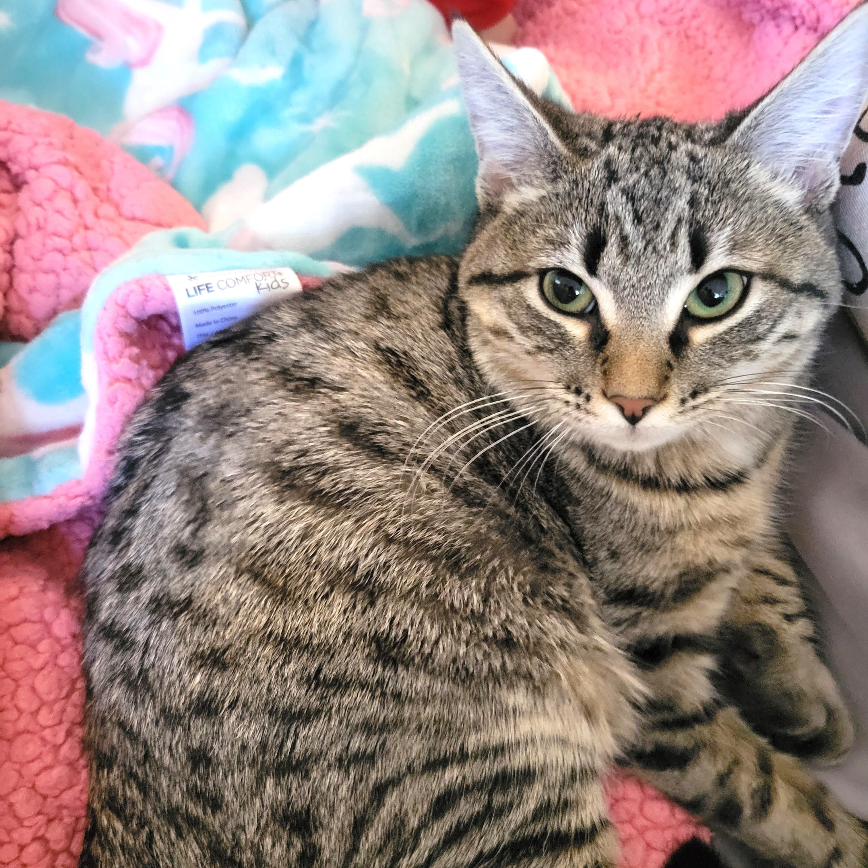 Enlarge Reaper, a ADOPTABLE Domestic Short Hair in Apex, NC image 2/6