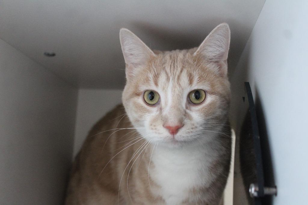 Fritz, a ADOPTABLE Domestic Short Hair in Chestertown, MD image 1/2