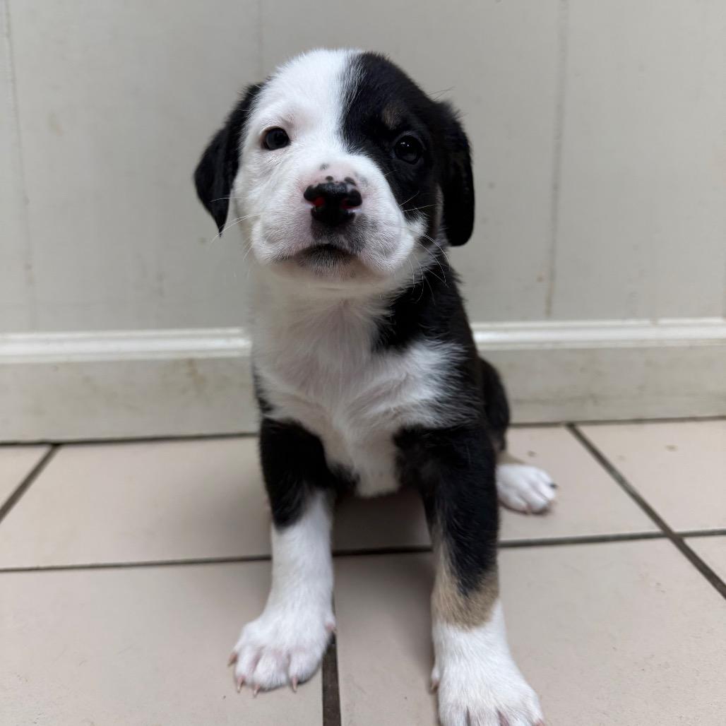 Georgie-Ann — thumbnail 2