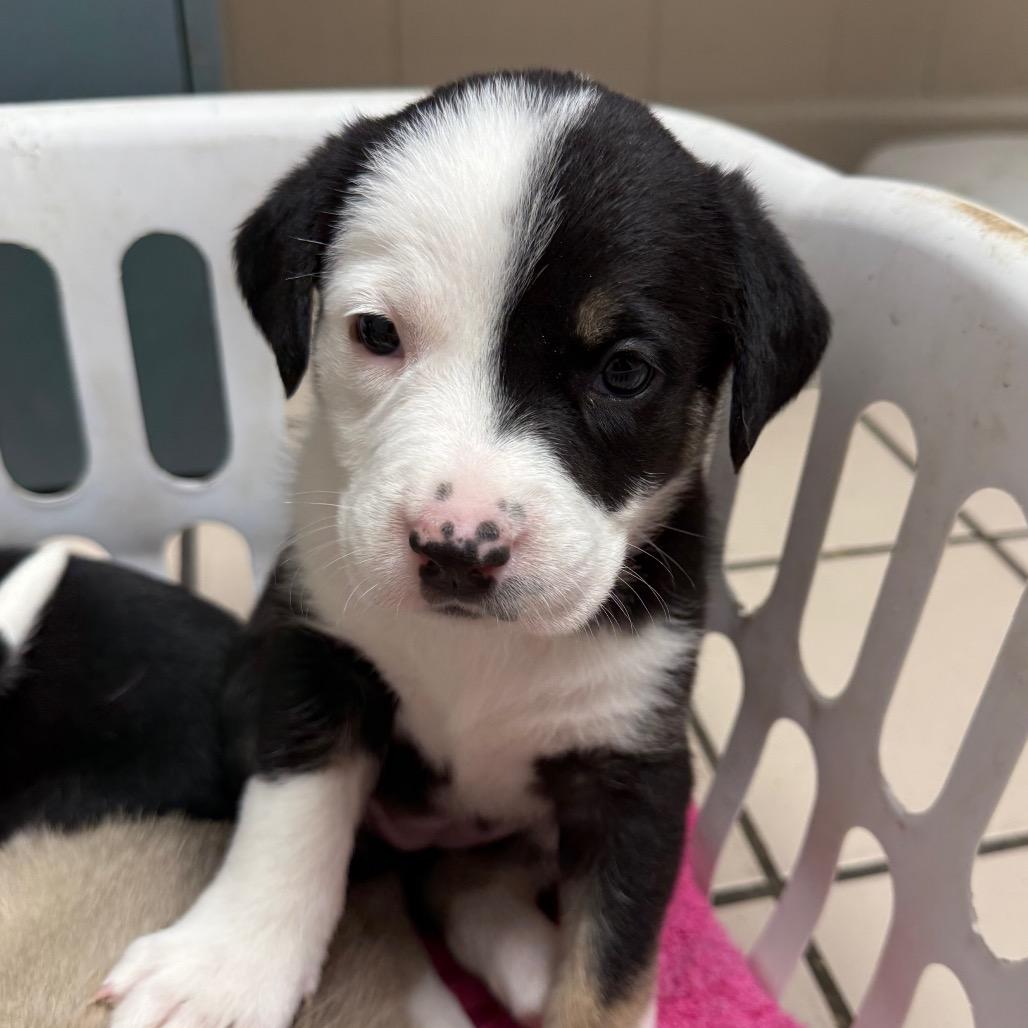 Georgie-Ann — thumbnail 3