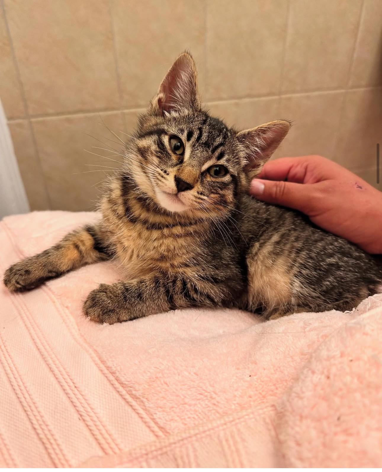 Meet RIGATONI Estimated DOB March 2025 Weighs 35 lbs Adoption Fee 150 Rigatoni is a spunky pl
