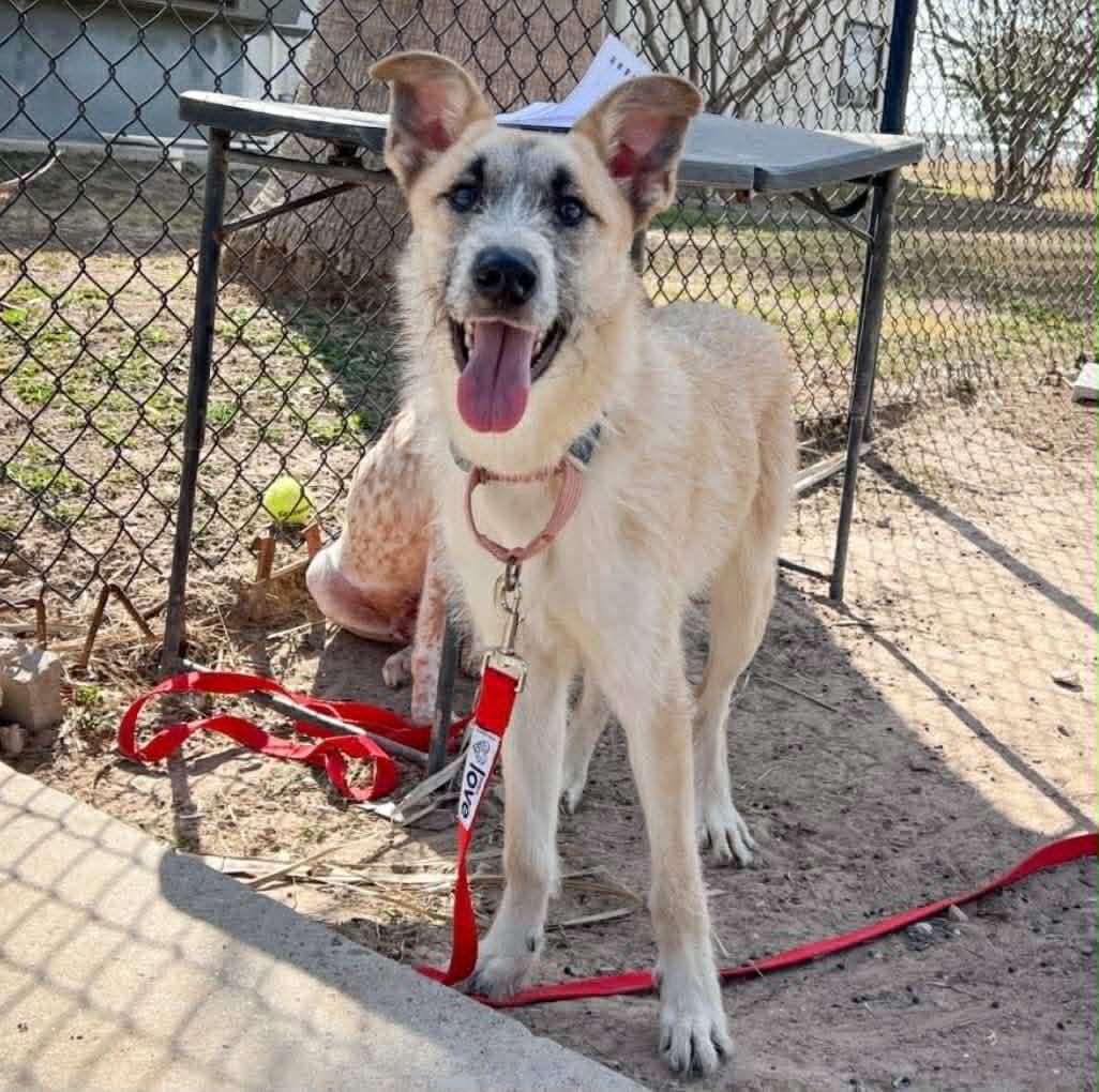Enlarge Max, a ADOPTABLE mixed breed in Royal Oak, MI image 6/6