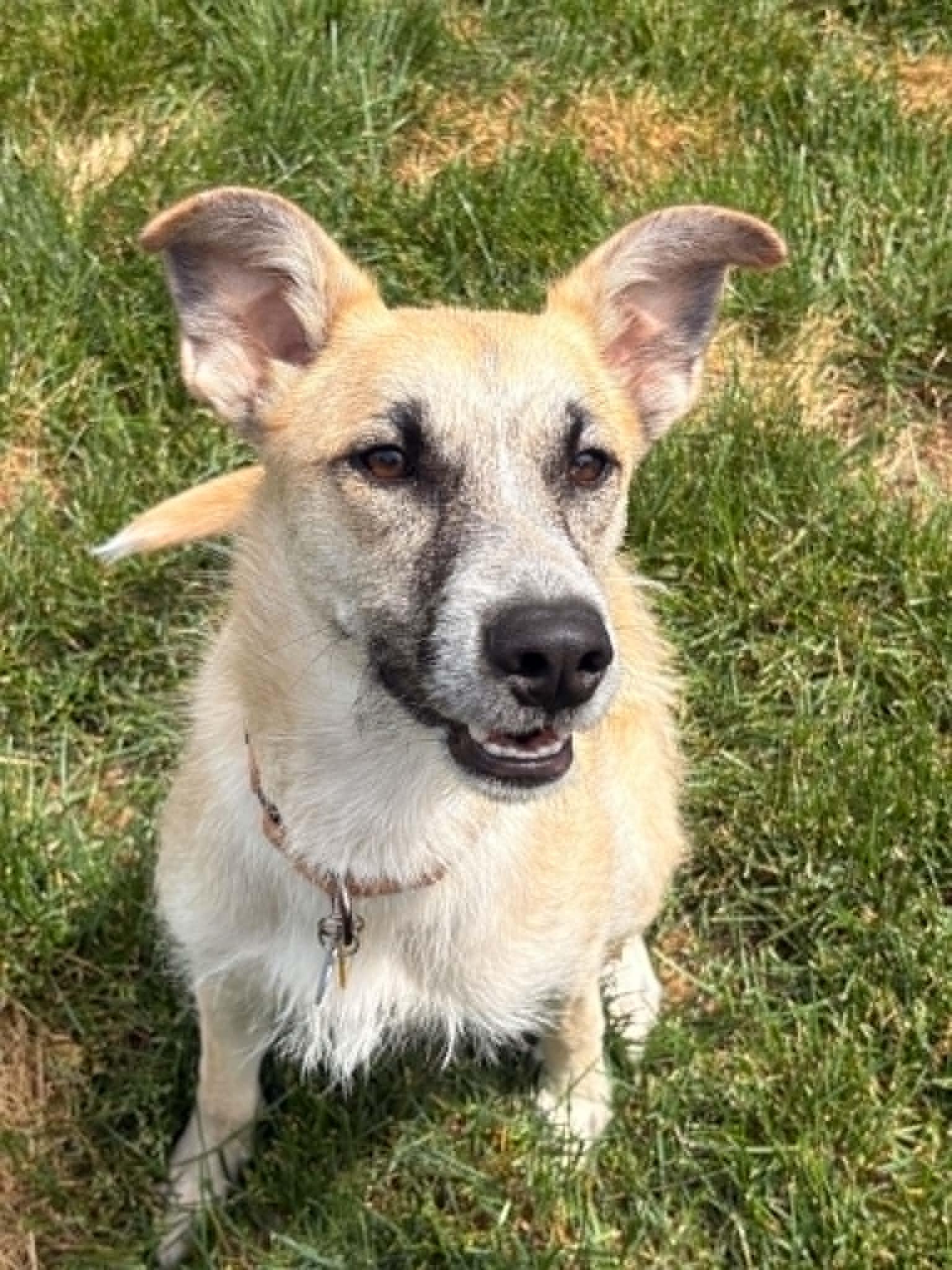 Enlarge Max, a ADOPTABLE mixed breed in Royal Oak, MI image 5/6