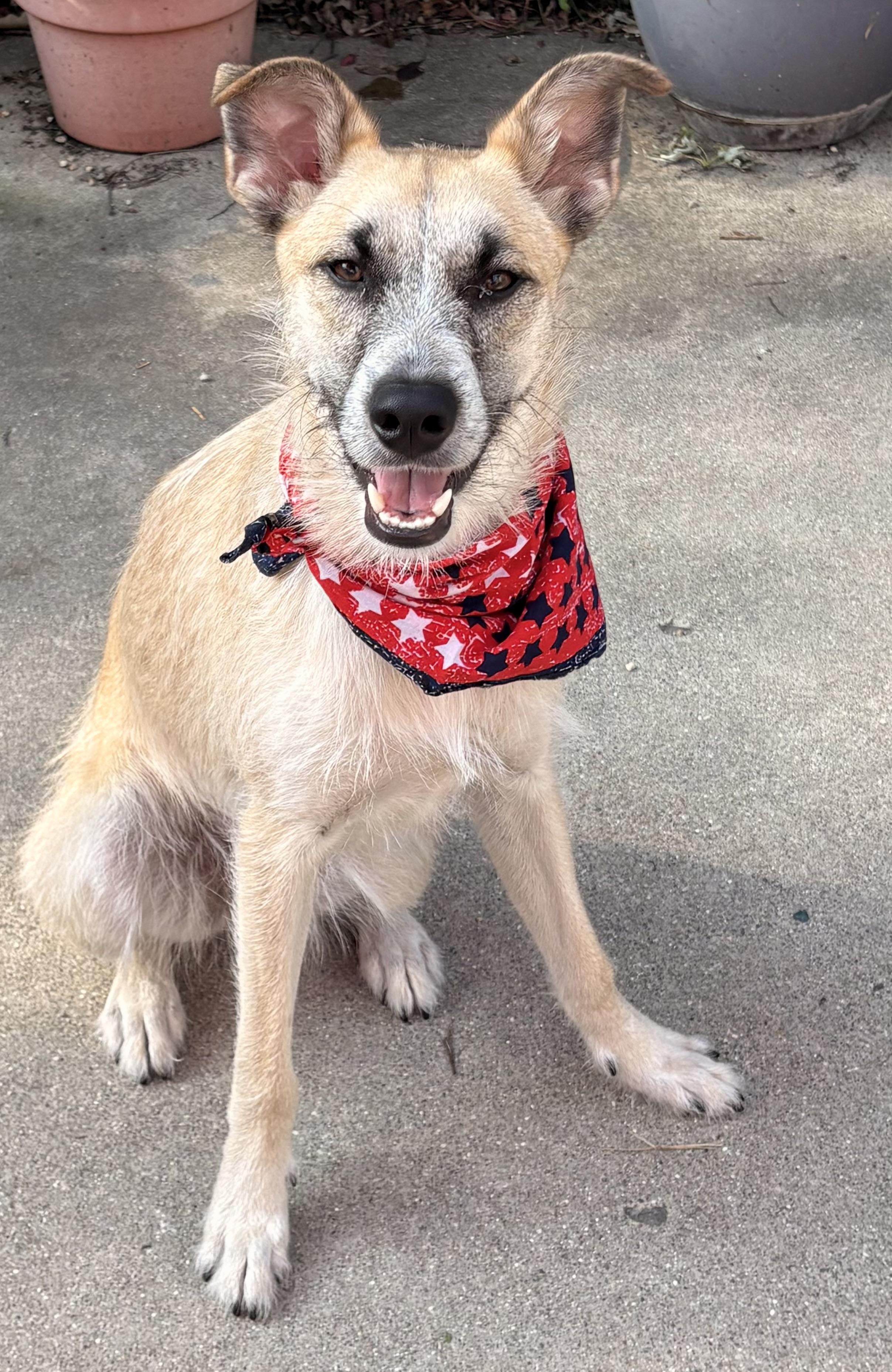 Enlarge Max, a ADOPTABLE mixed breed in Royal Oak, MI image 2/5