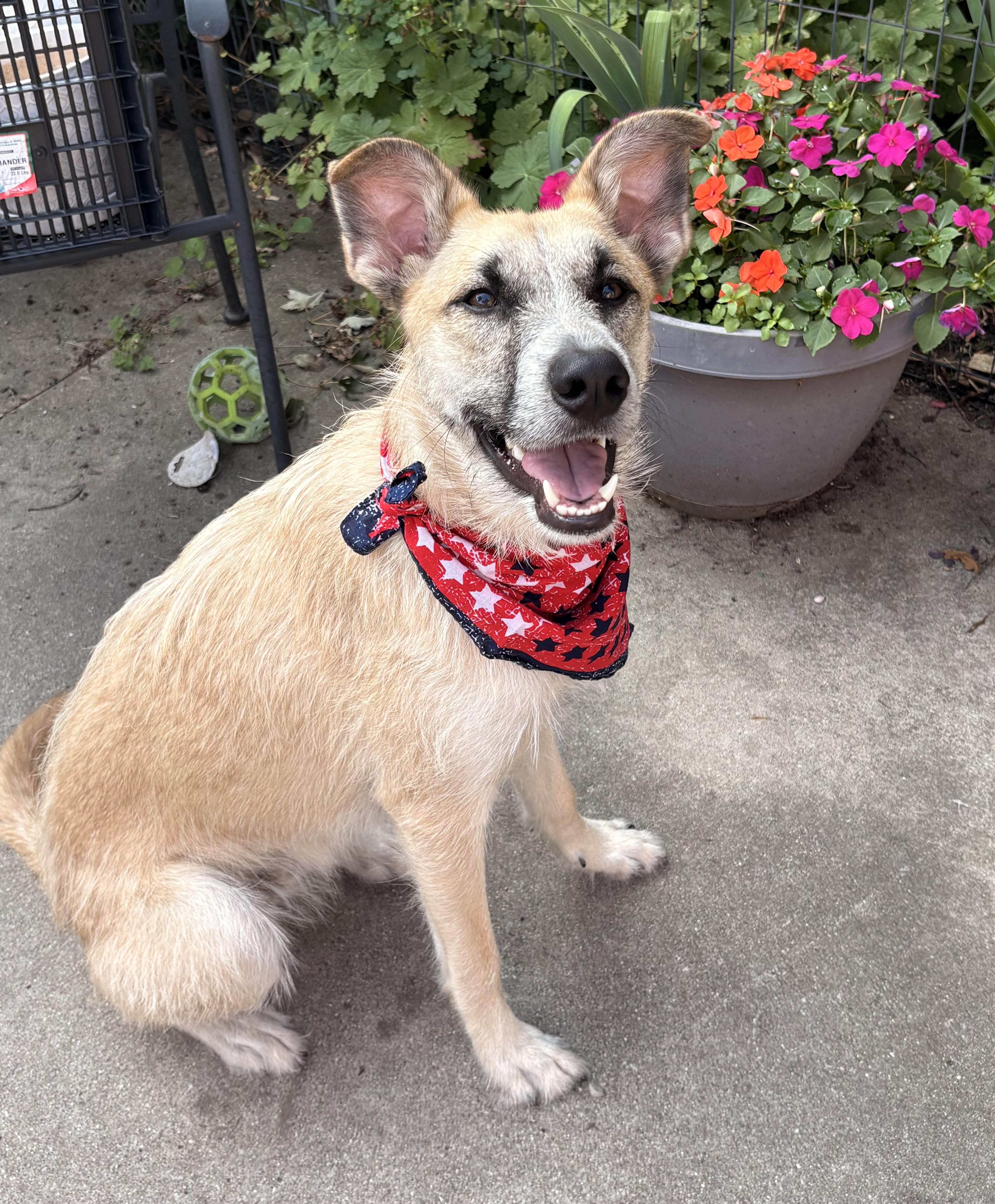 Enlarge Max, a ADOPTABLE mixed breed in Royal Oak, MI image 1/5