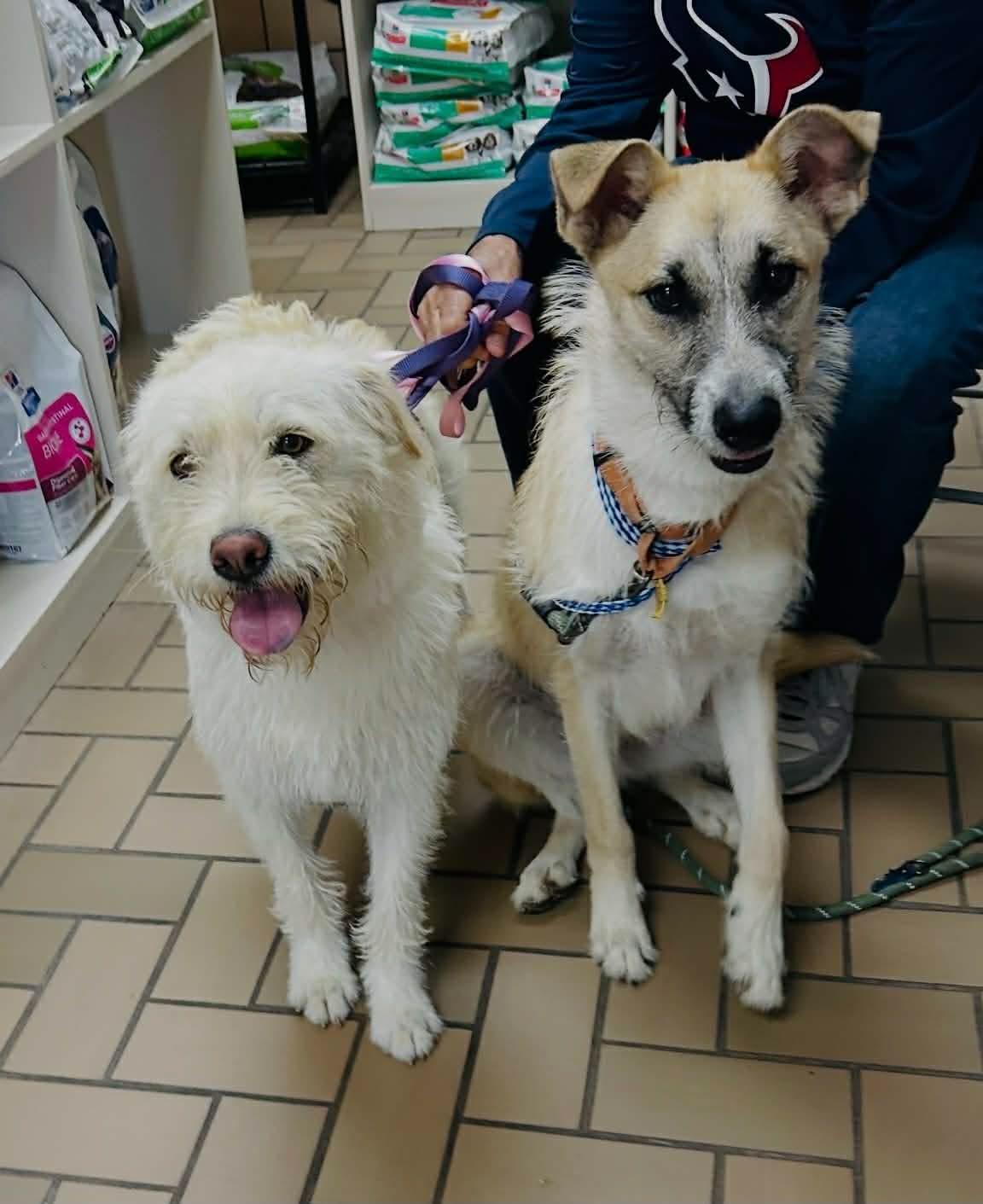 Enlarge Max, a ADOPTABLE mixed breed in Royal Oak, MI image 4/6