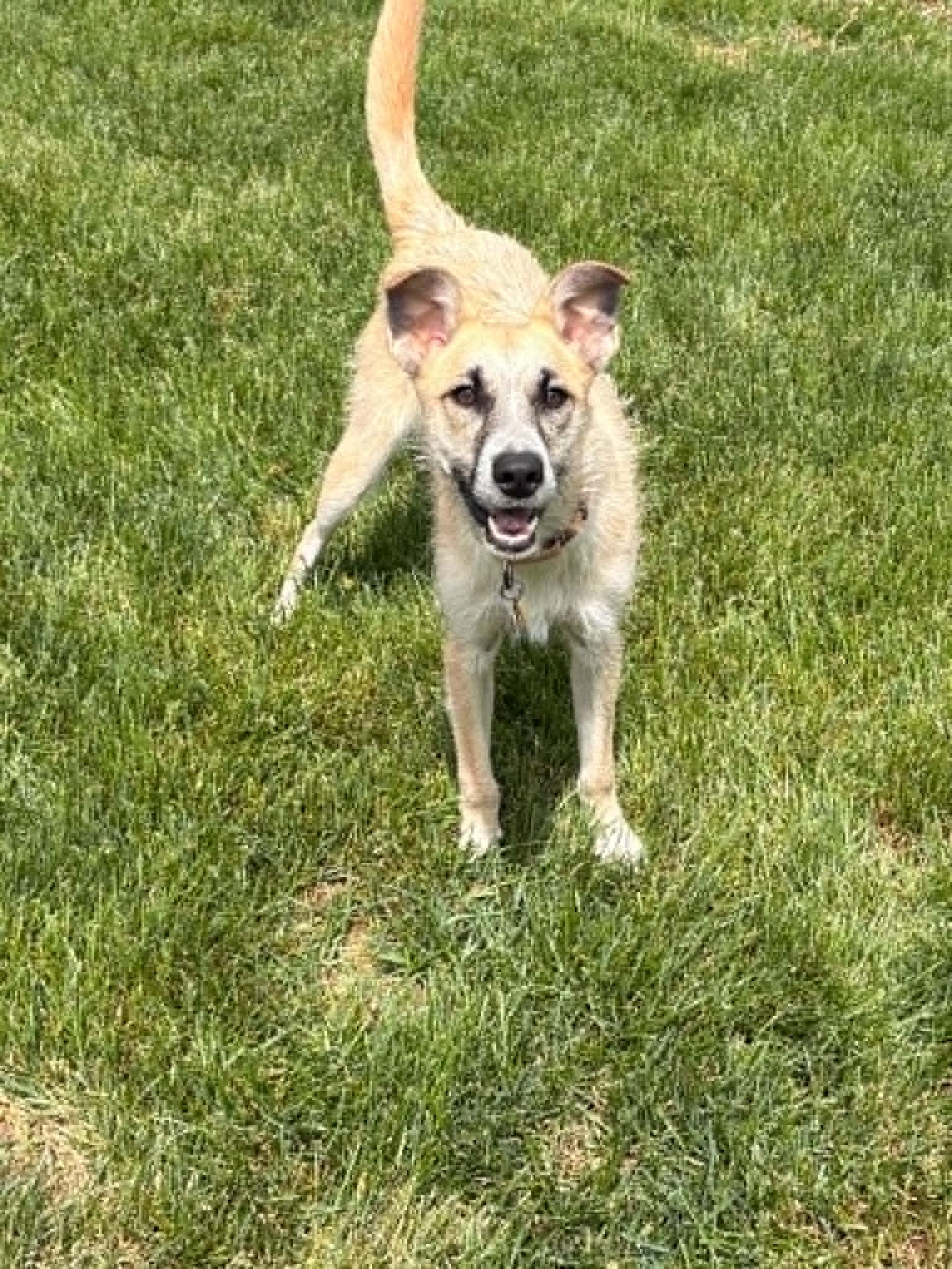 Enlarge Max, a ADOPTABLE mixed breed in Royal Oak, MI image 2/6