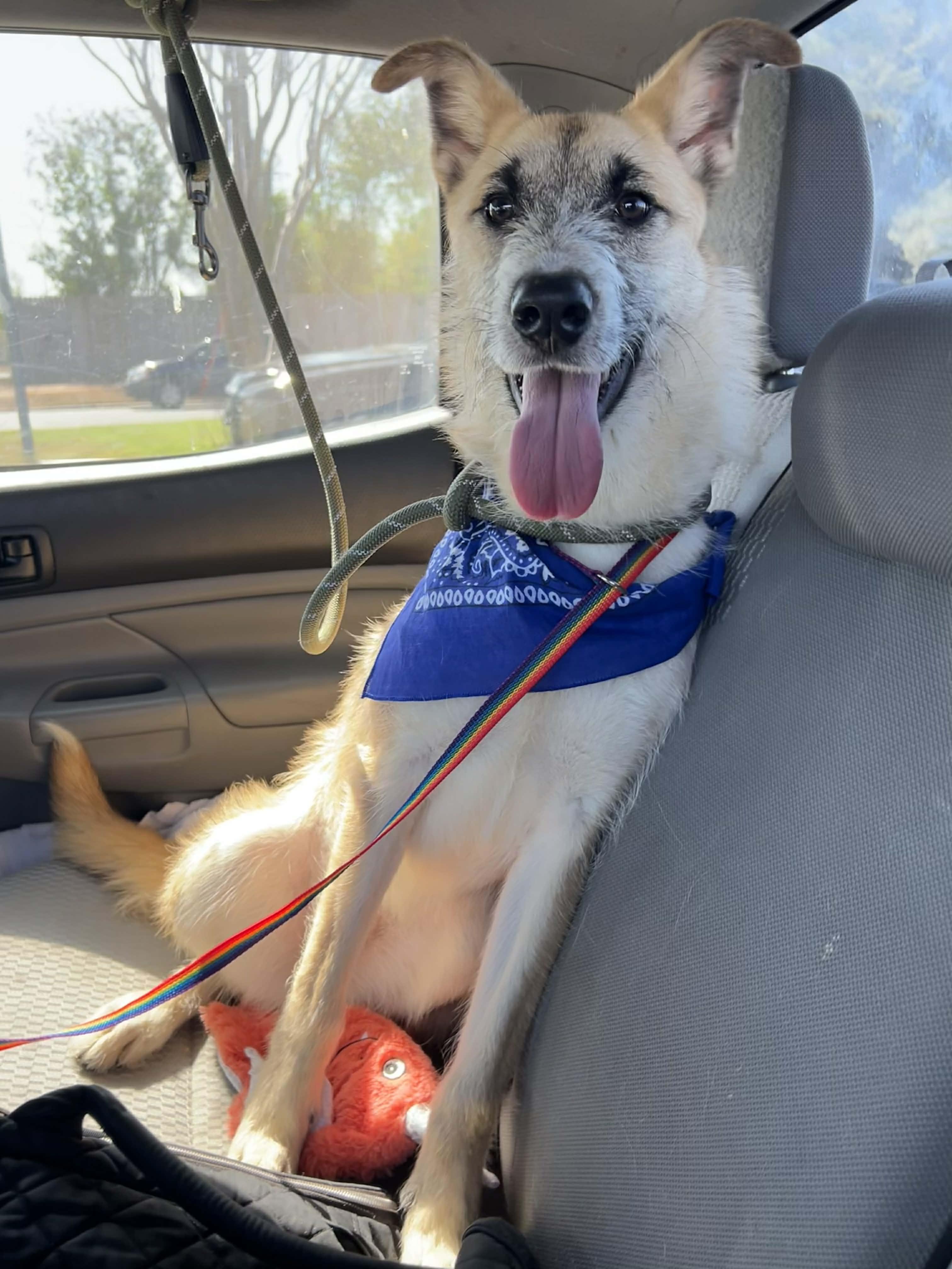 Enlarge Max, a ADOPTABLE mixed breed in Royal Oak, MI image 3/6
