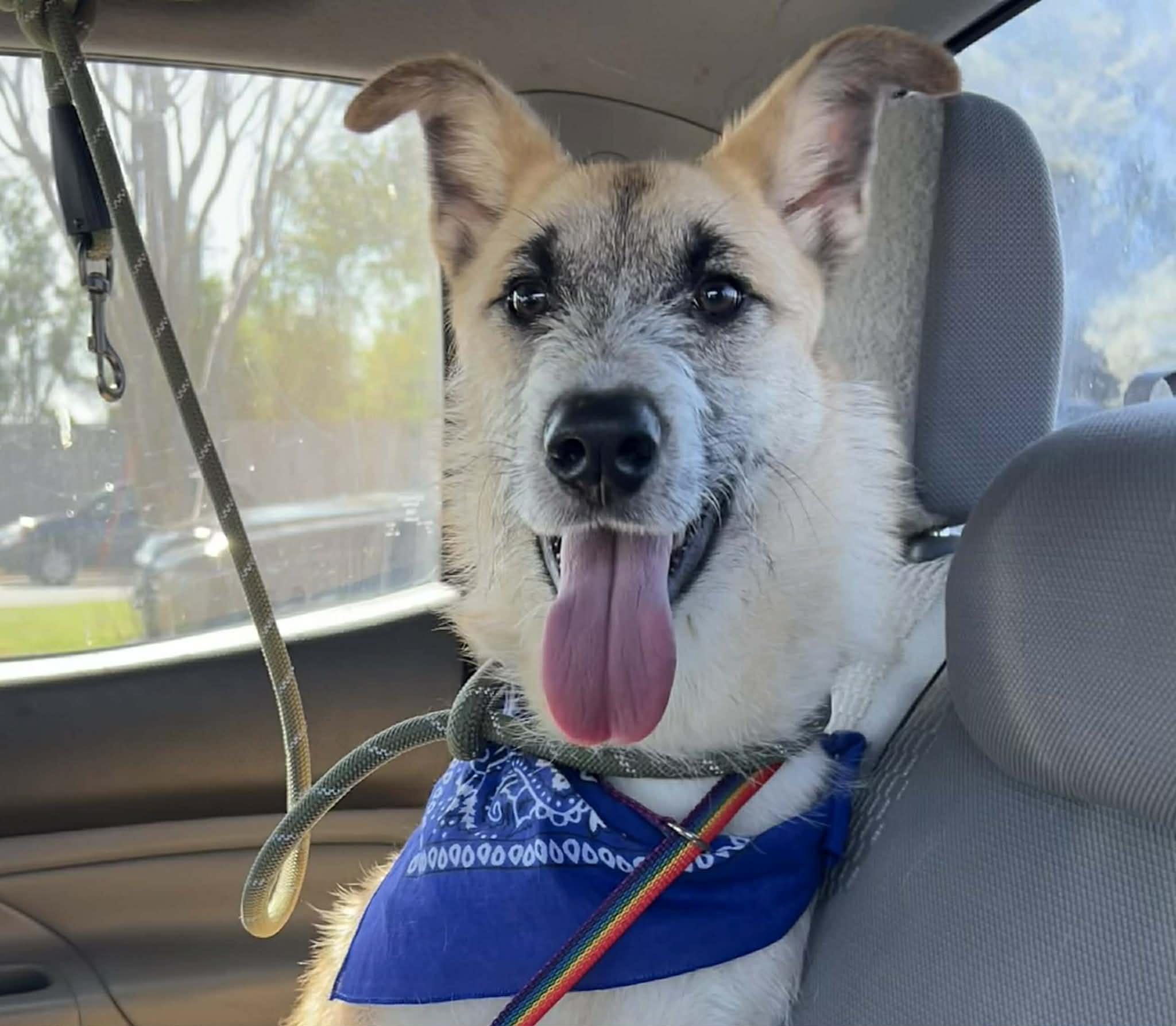 Max, ADOPTABLE, Young Male Shepherd.