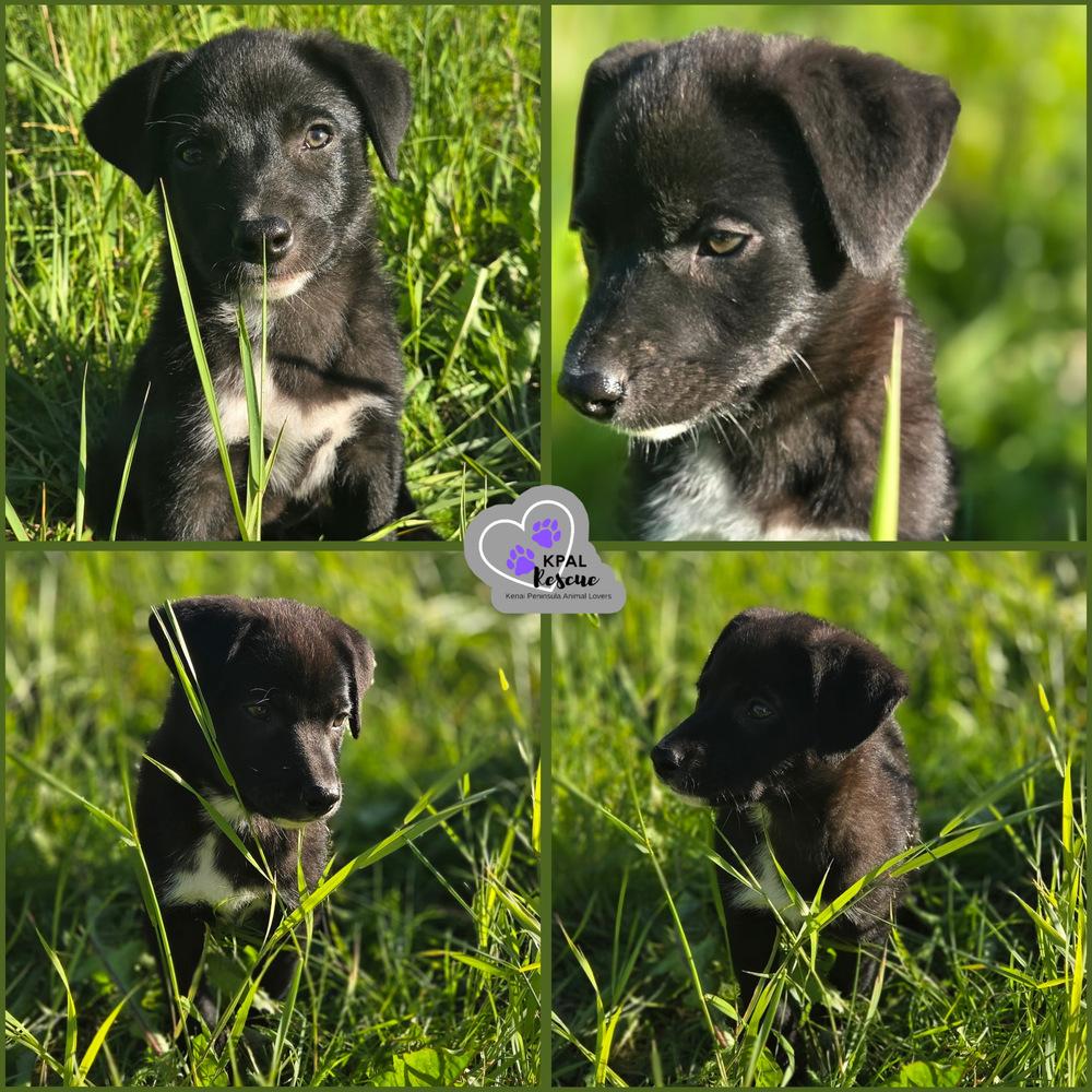 Enlarge June Bug - Nuts Litter, a Adoptable mixed breed in Kenai, AK image 1/1