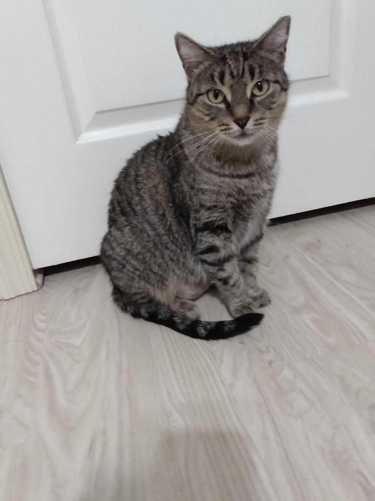 Jenny, Adoptable, Adult Female Domestic Short Hair.