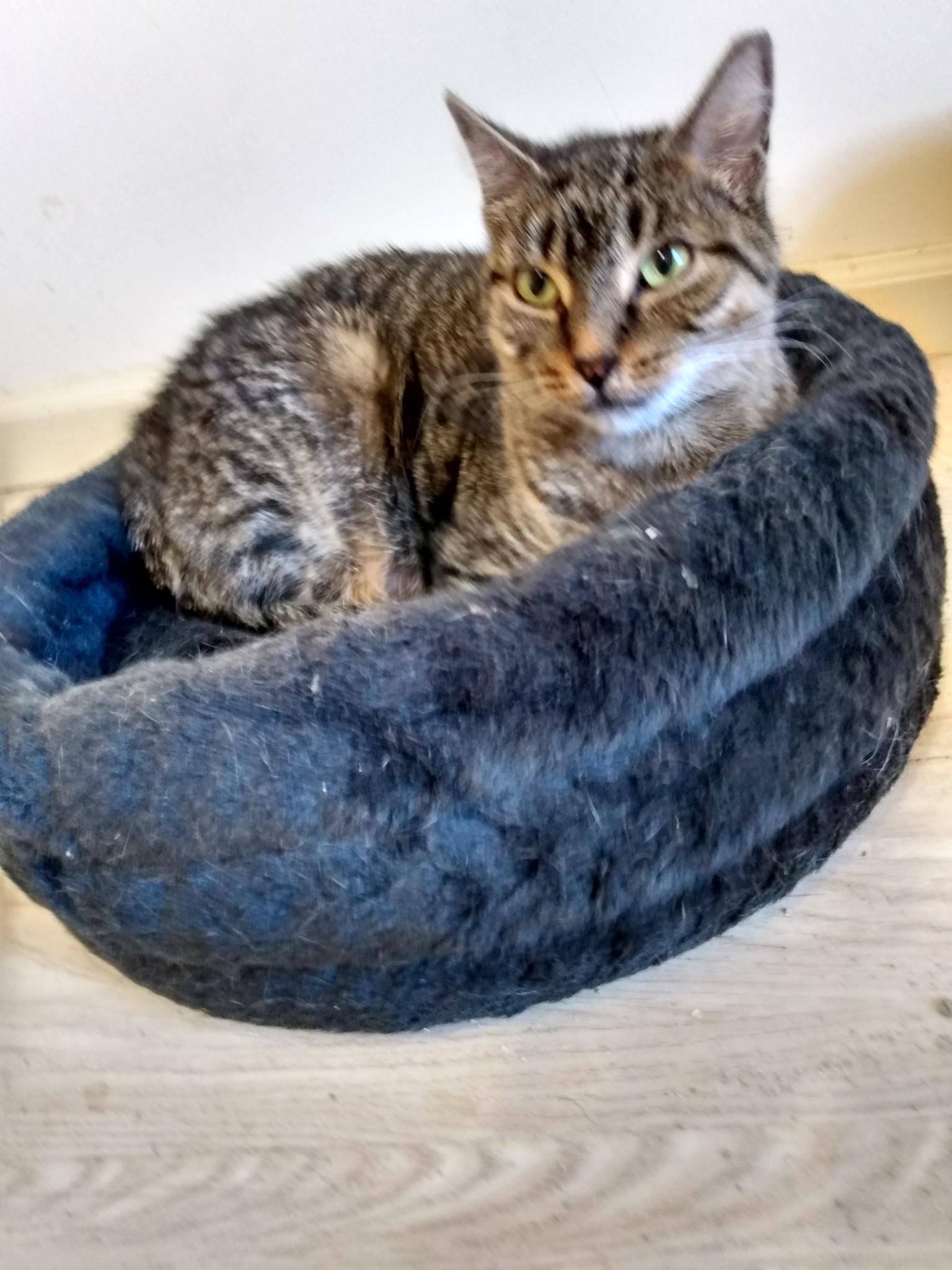 Jenny, Adult Female Domestic Short Hair