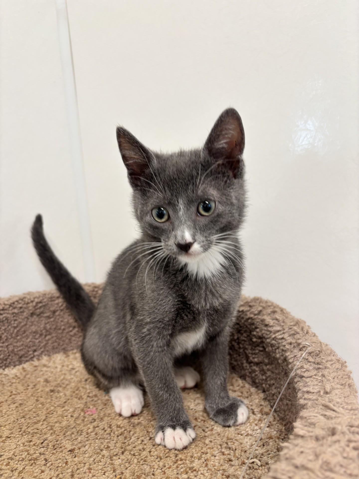 Ali (AH-lee), ADOPTABLE, Kitten Male Domestic Short Hair.