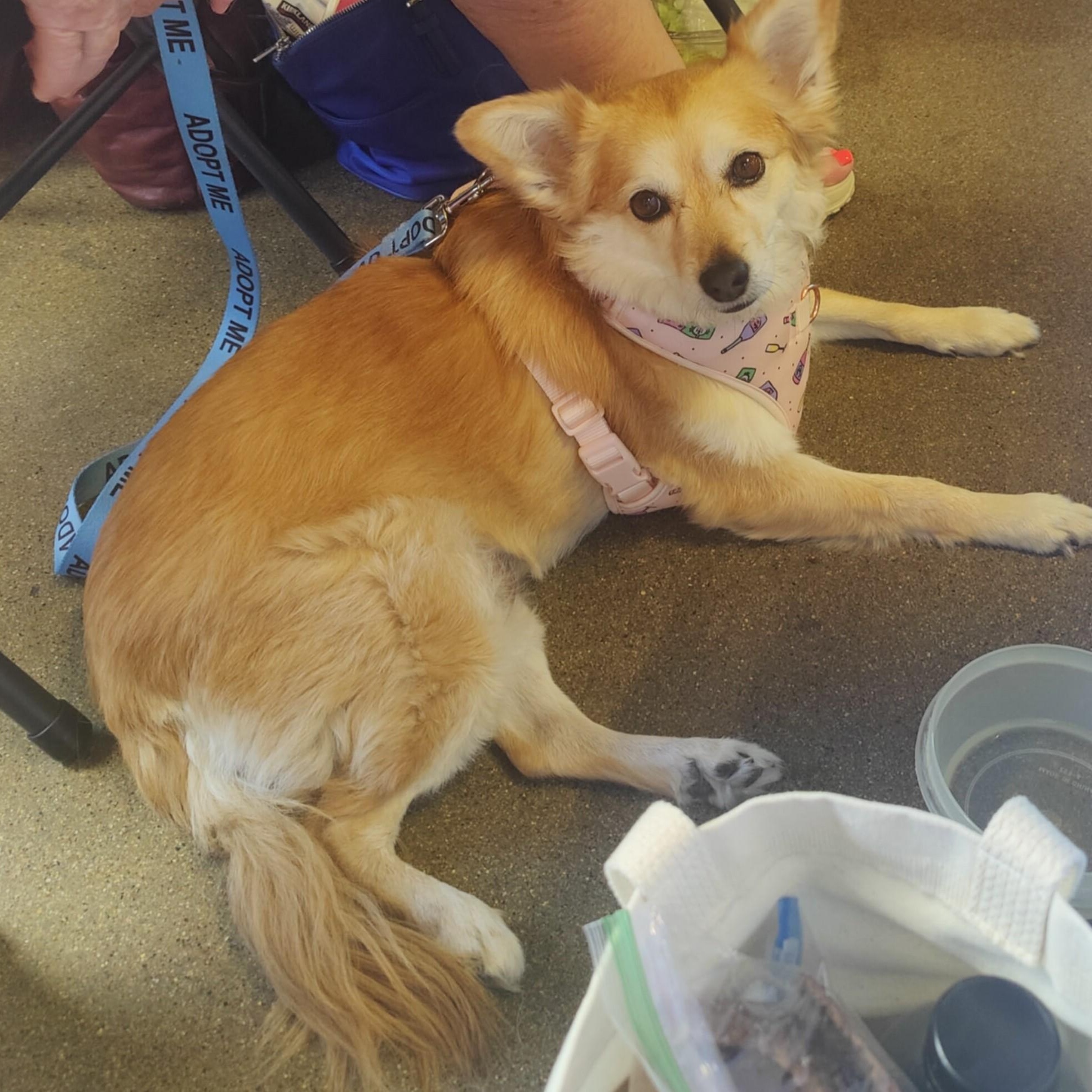 PRINCESS, a Adoptable mixed breed in Marana, AZ image 2/5