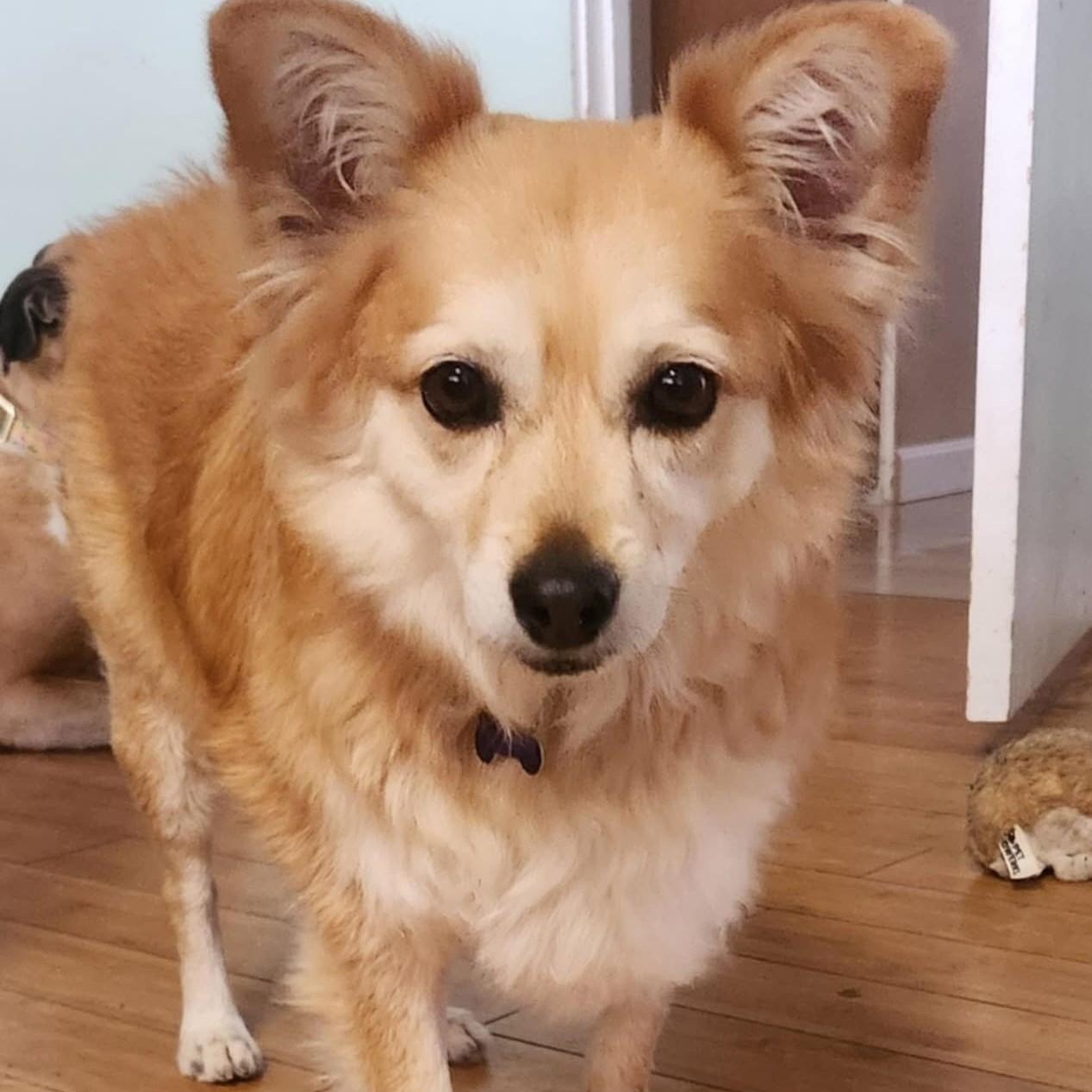 PRINCESS, a Adoptable mixed breed in Marana, AZ image 3/5