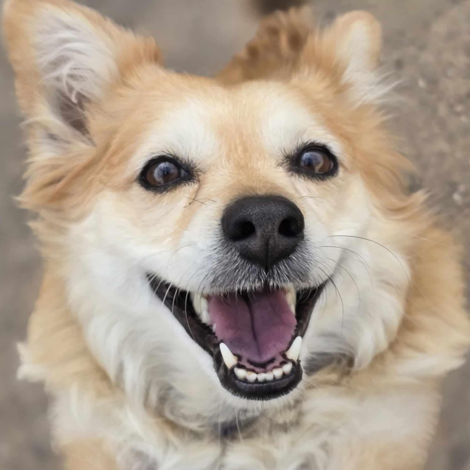 PRINCESS, Adoptable, Adult Female Shiba Inu & Collie.