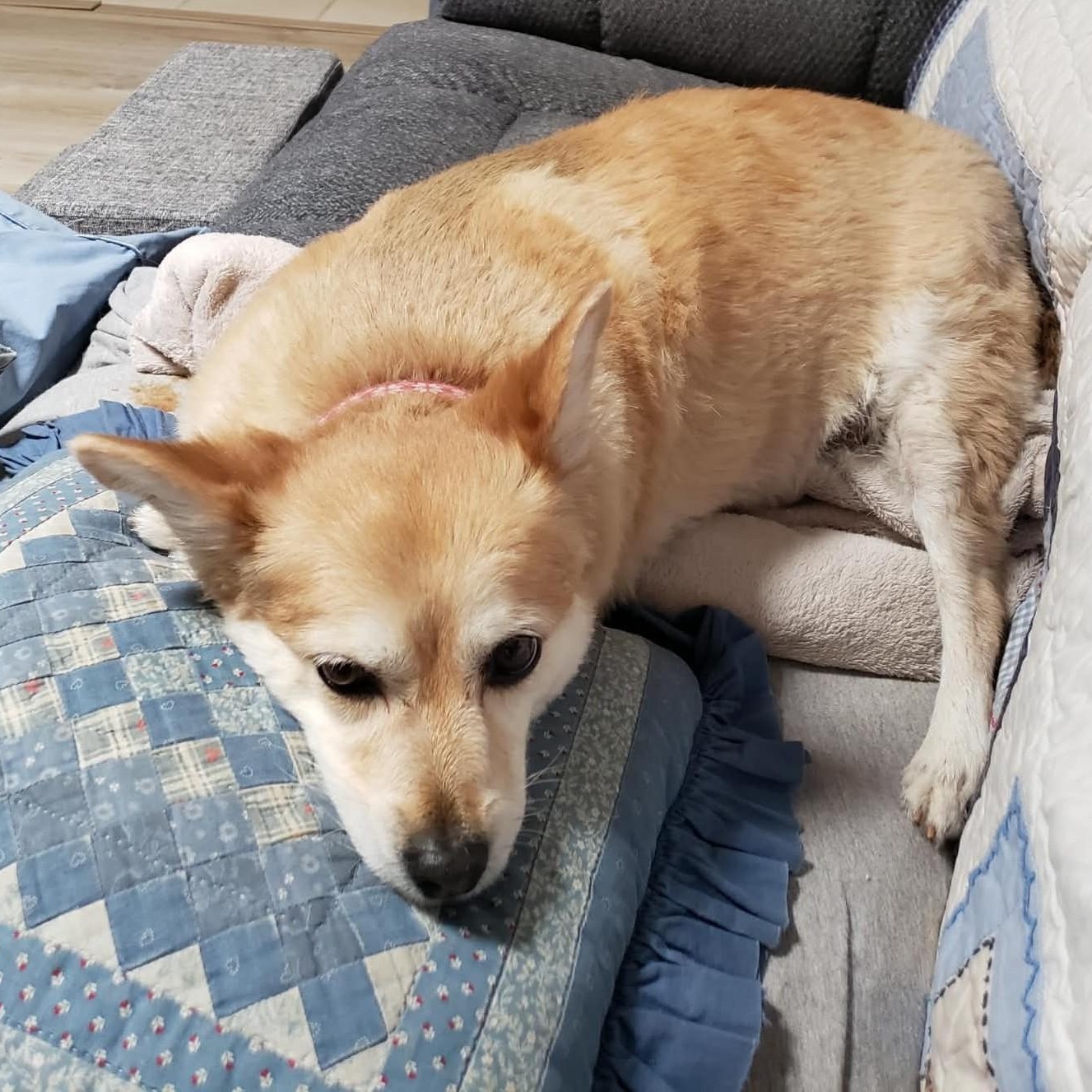 PRINCESS, a Adoptable mixed breed in Marana, AZ image 5/5