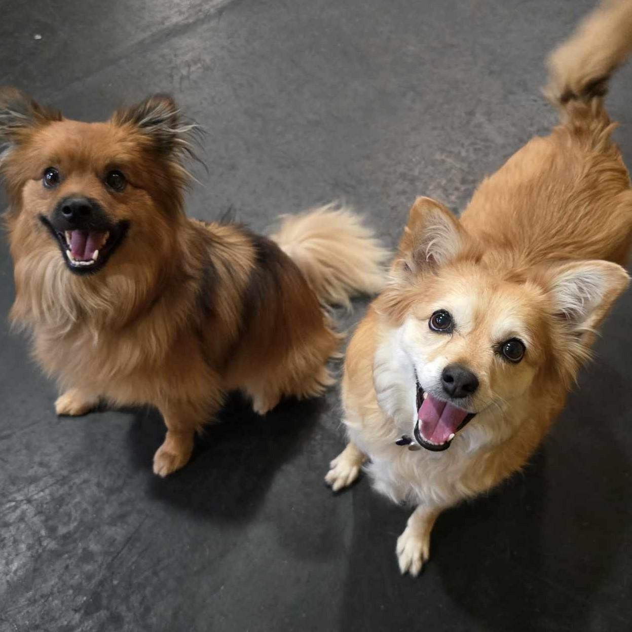 PRINCESS, an adoptable Shiba Inu, Pomsky in Marana, AZ, 85658 | Photo Image 3