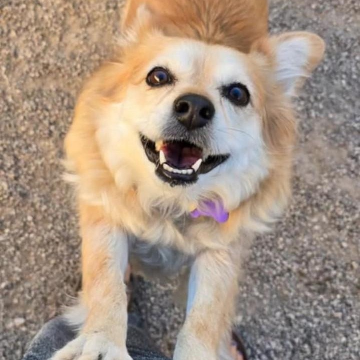 PRINCESS, a Adoptable mixed breed in Marana, AZ image 4/5