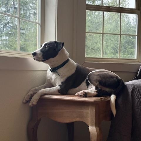 Enlarge Captain, a Adoptable mixed breed in Portland, CA image 4/6