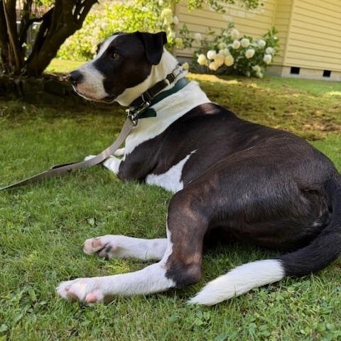 Enlarge Captain, a Adoptable mixed breed in Portland, CA image 3/6