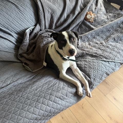 Enlarge Captain, a Adoptable mixed breed in Portland, CA image 5/6