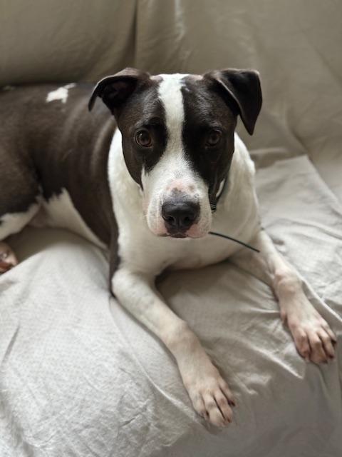 Enlarge Captain, a Adoptable mixed breed in Portland, CA image 2/6