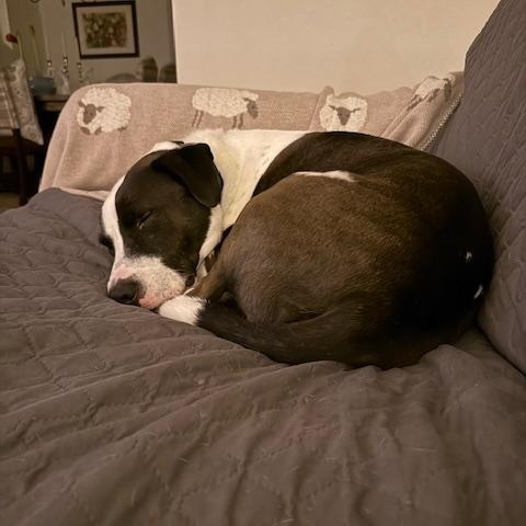 Enlarge Captain, a Adoptable mixed breed in Portland, CA image 6/6
