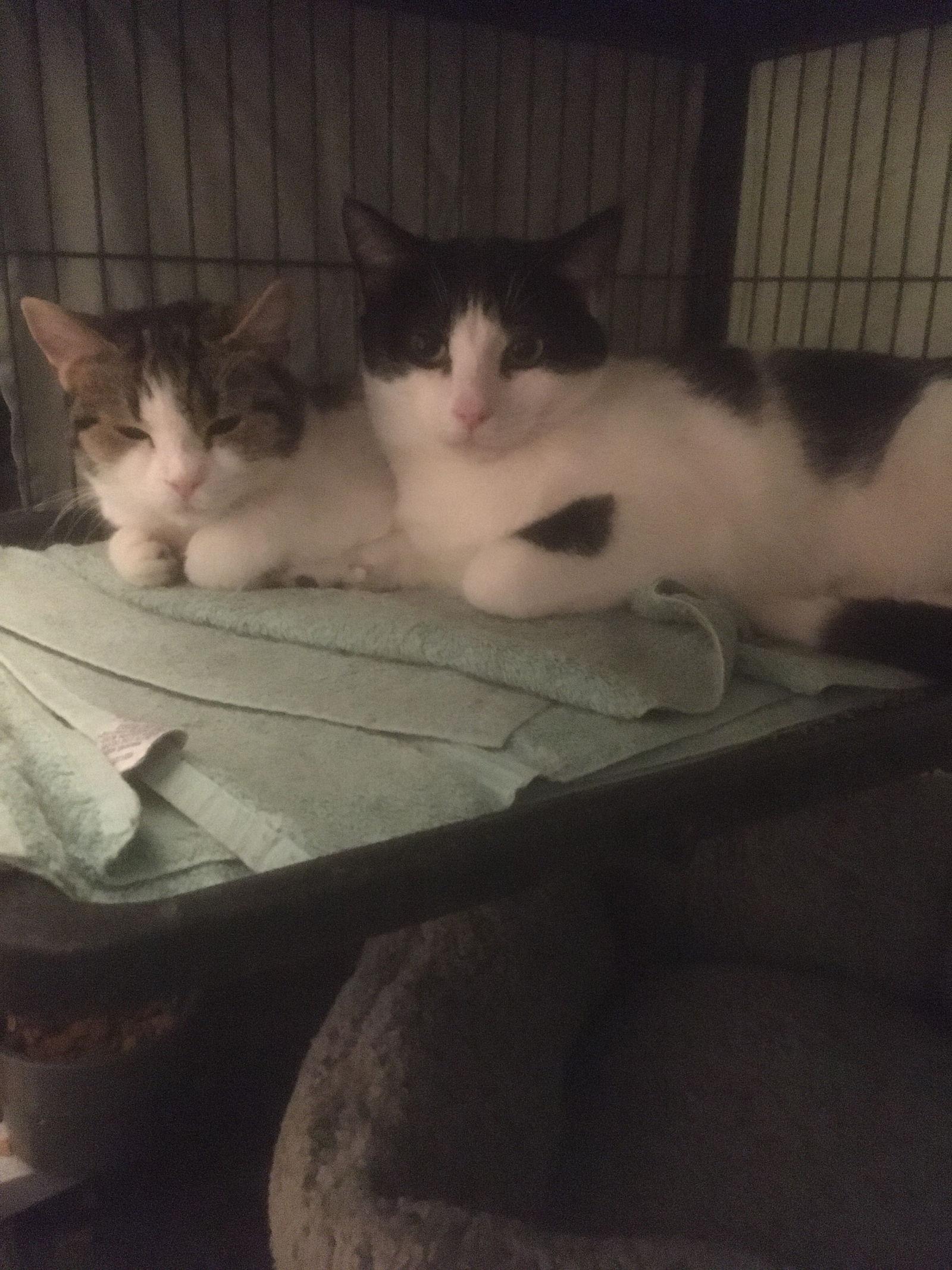 Brandon (foster too), Adoptable, Adult Male Domestic Short Hair.