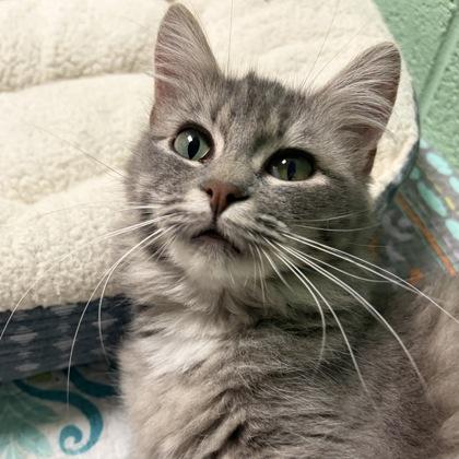 Enlarge Edgar Alan Paw, an adopted Domestic Medium Hair in North Myrtle Beach, SC image 3/4