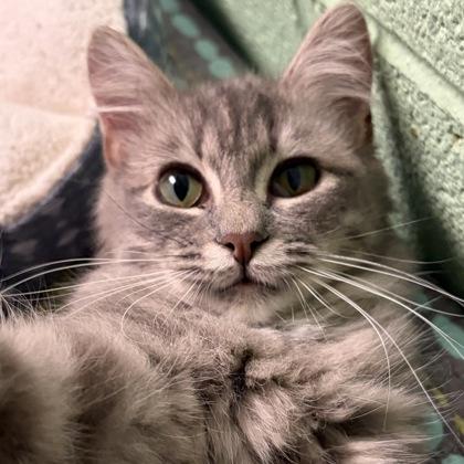 Enlarge Edgar Alan Paw, an adopted Domestic Medium Hair in North Myrtle Beach, SC image 1/4