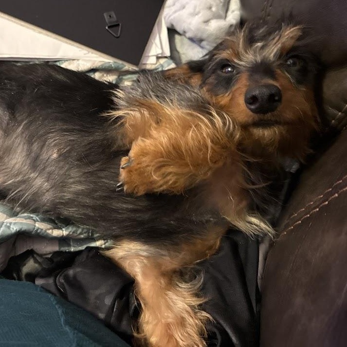 Enlarge Ariel, a Adoptable Dachshund in Leavenworth, KS image 4/5