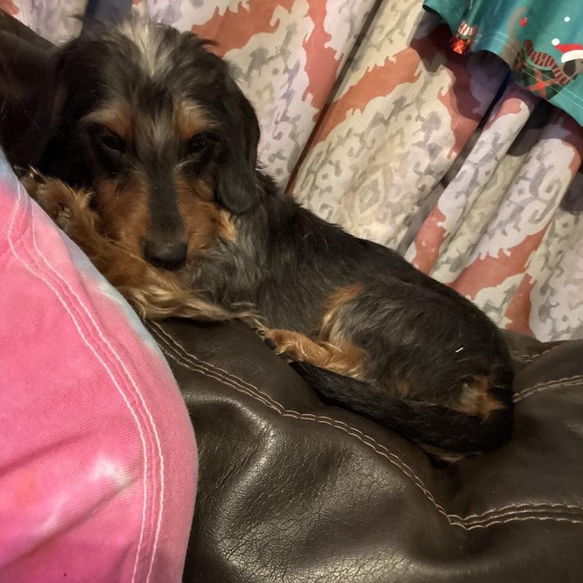 Enlarge Ariel, a Adoptable Dachshund in Leavenworth, KS image 3/5