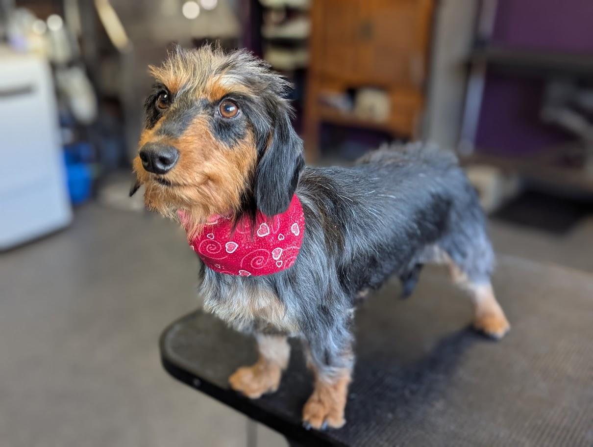 Enlarge Ariel, a Adoptable Dachshund in Leavenworth, KS image 1/5