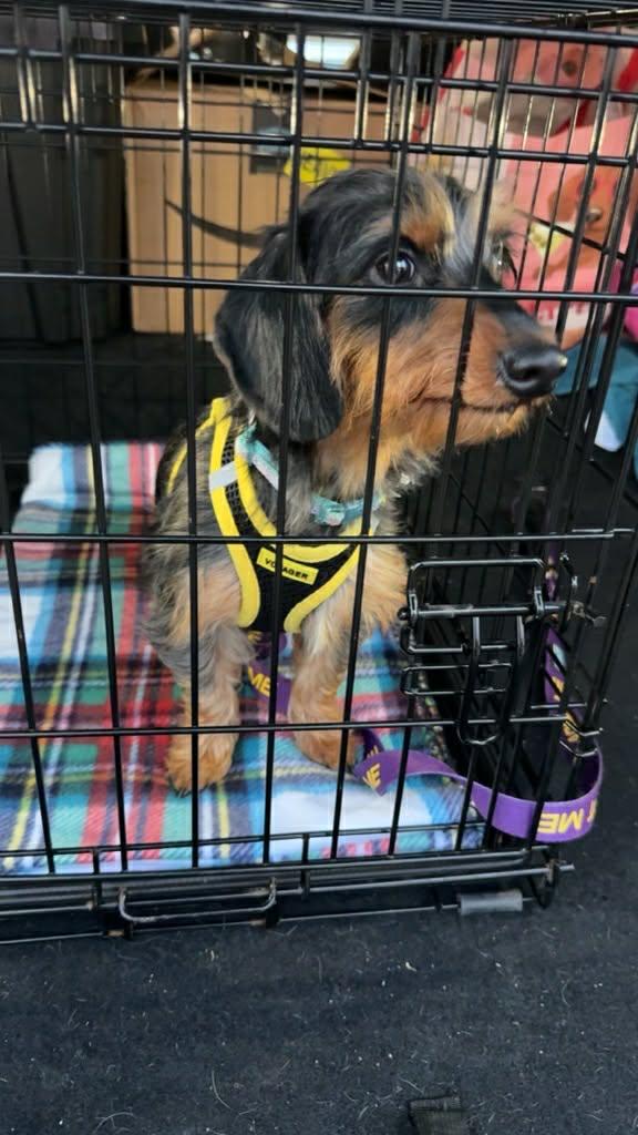 Enlarge Ariel, a Adoptable Dachshund in Leavenworth, KS image 5/5