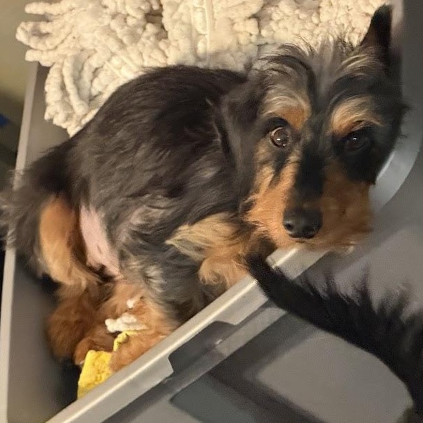 Ariel, Adoptable, Young Female Dachshund.