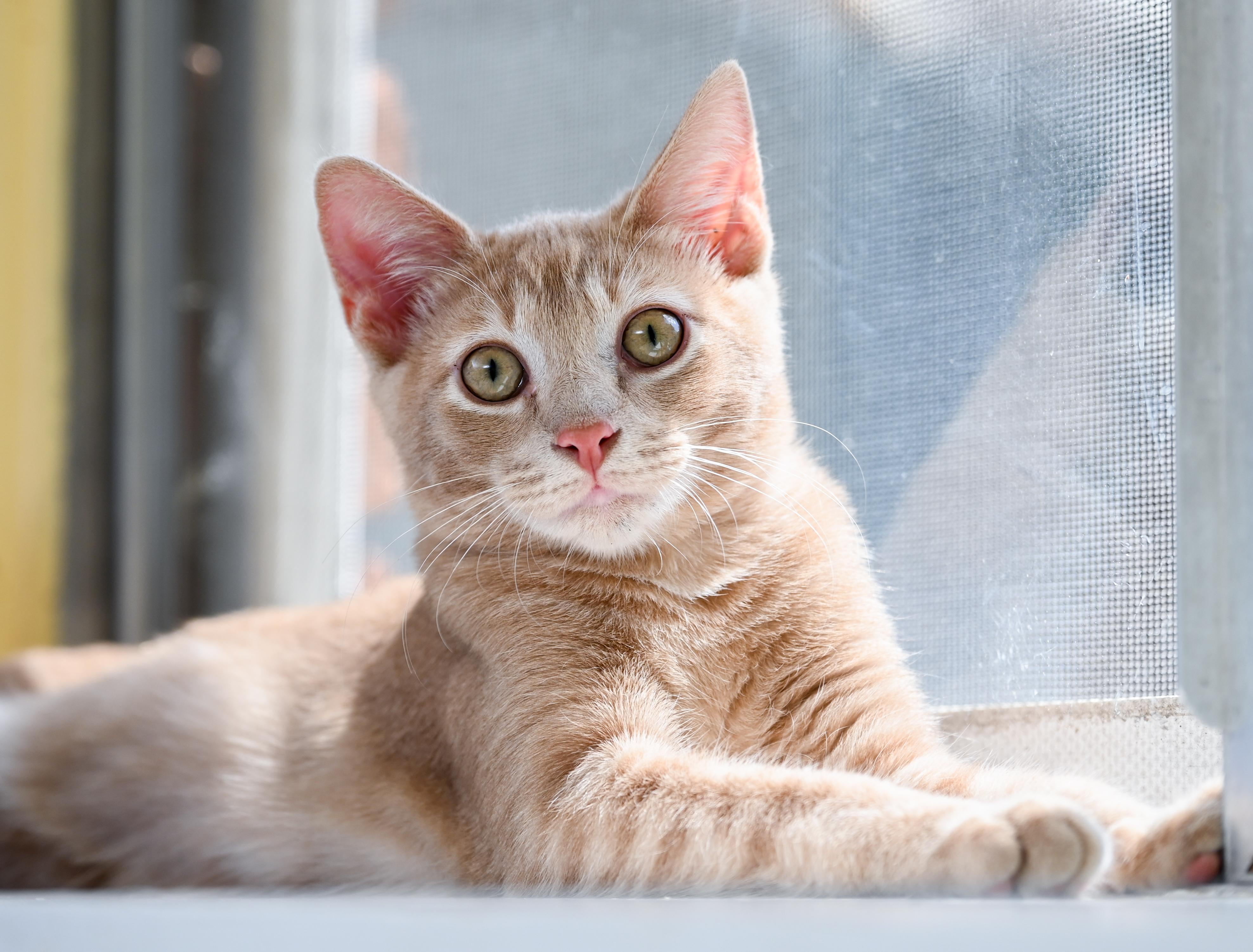 Manitoba, an adopted mixed breed in Chattanooga, TN image 3/6