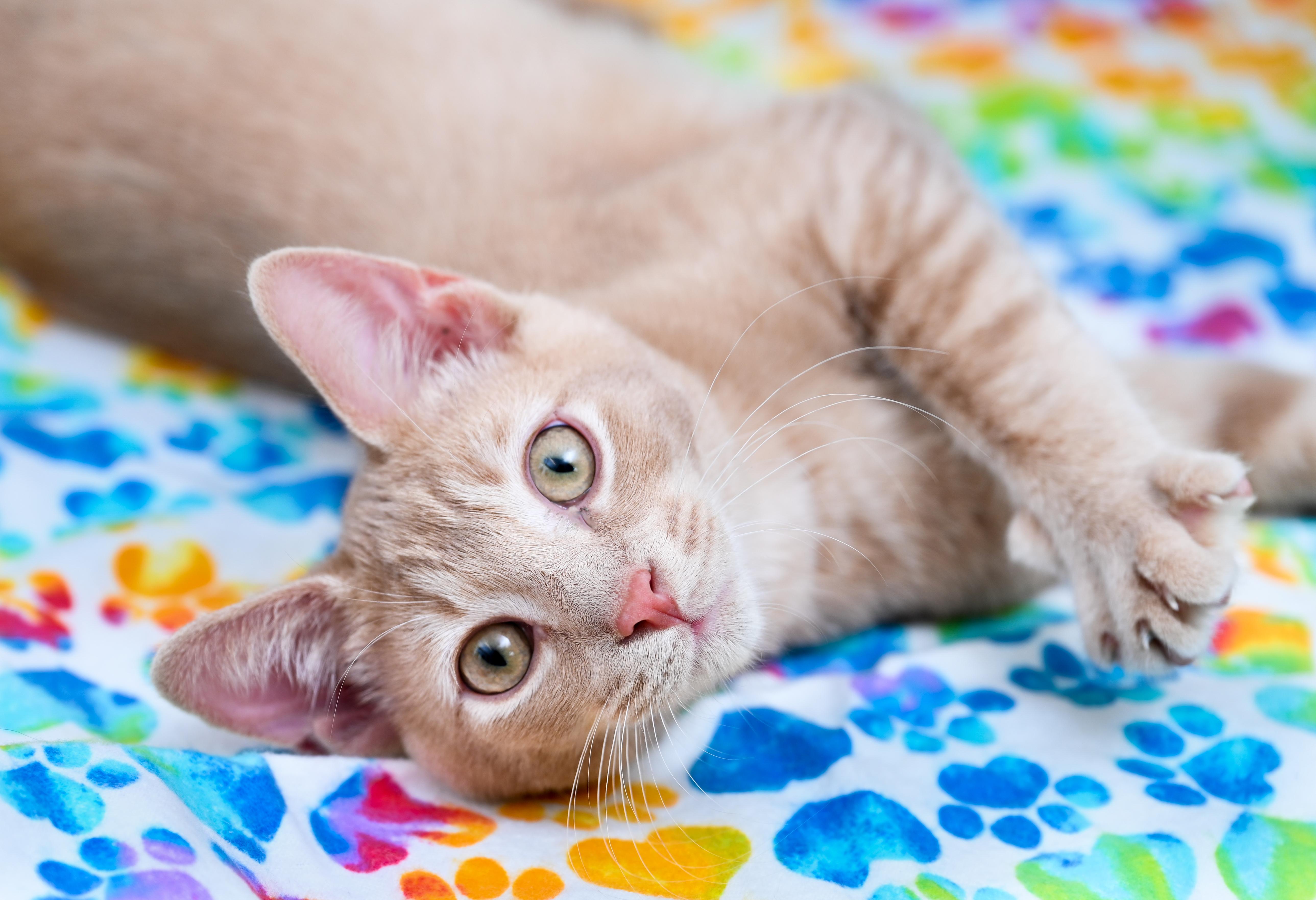 Manitoba, adopted, Young Male Tabby & Domestic Short Hair.