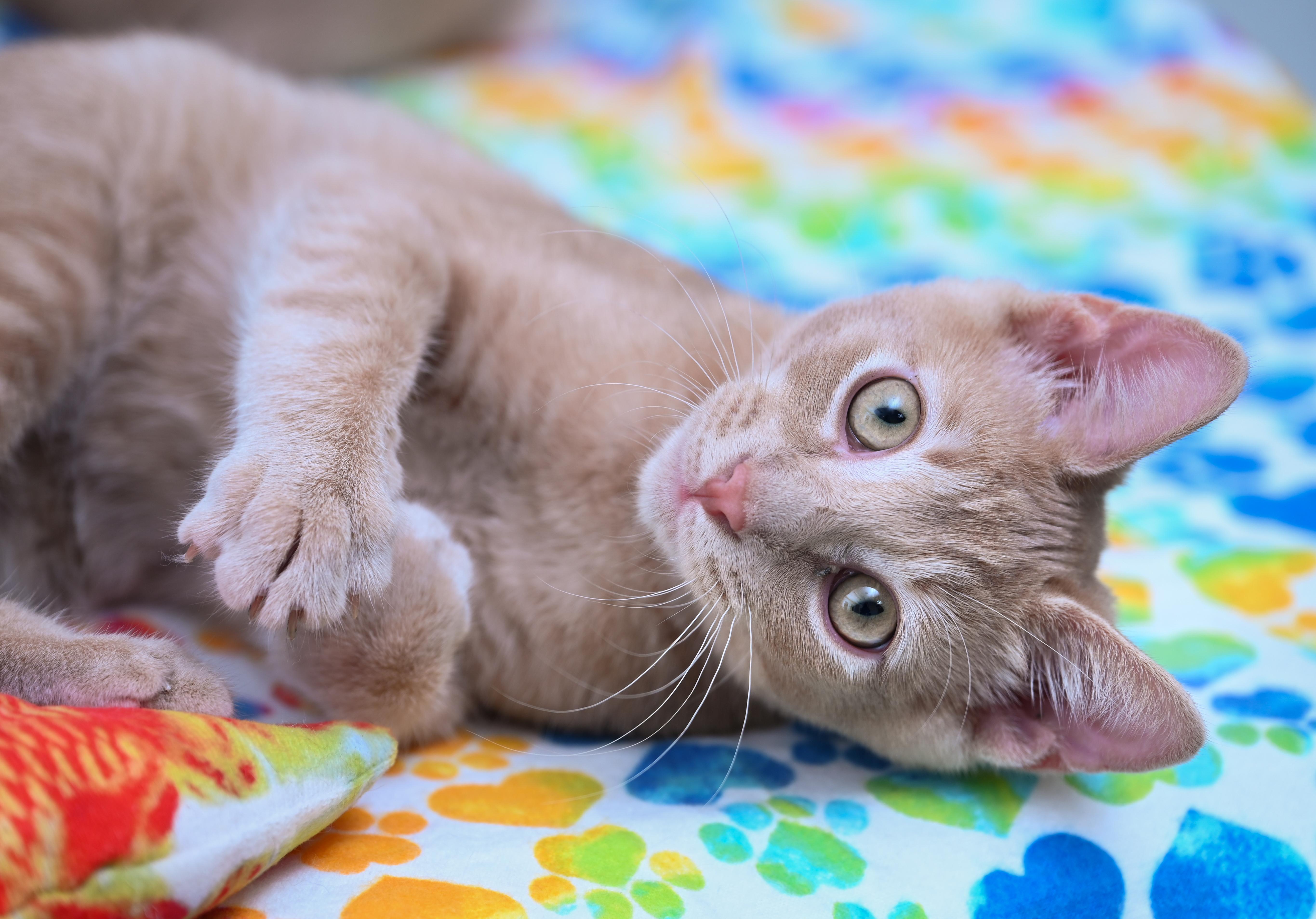 Manitoba, an adopted mixed breed in Chattanooga, TN image 2/6