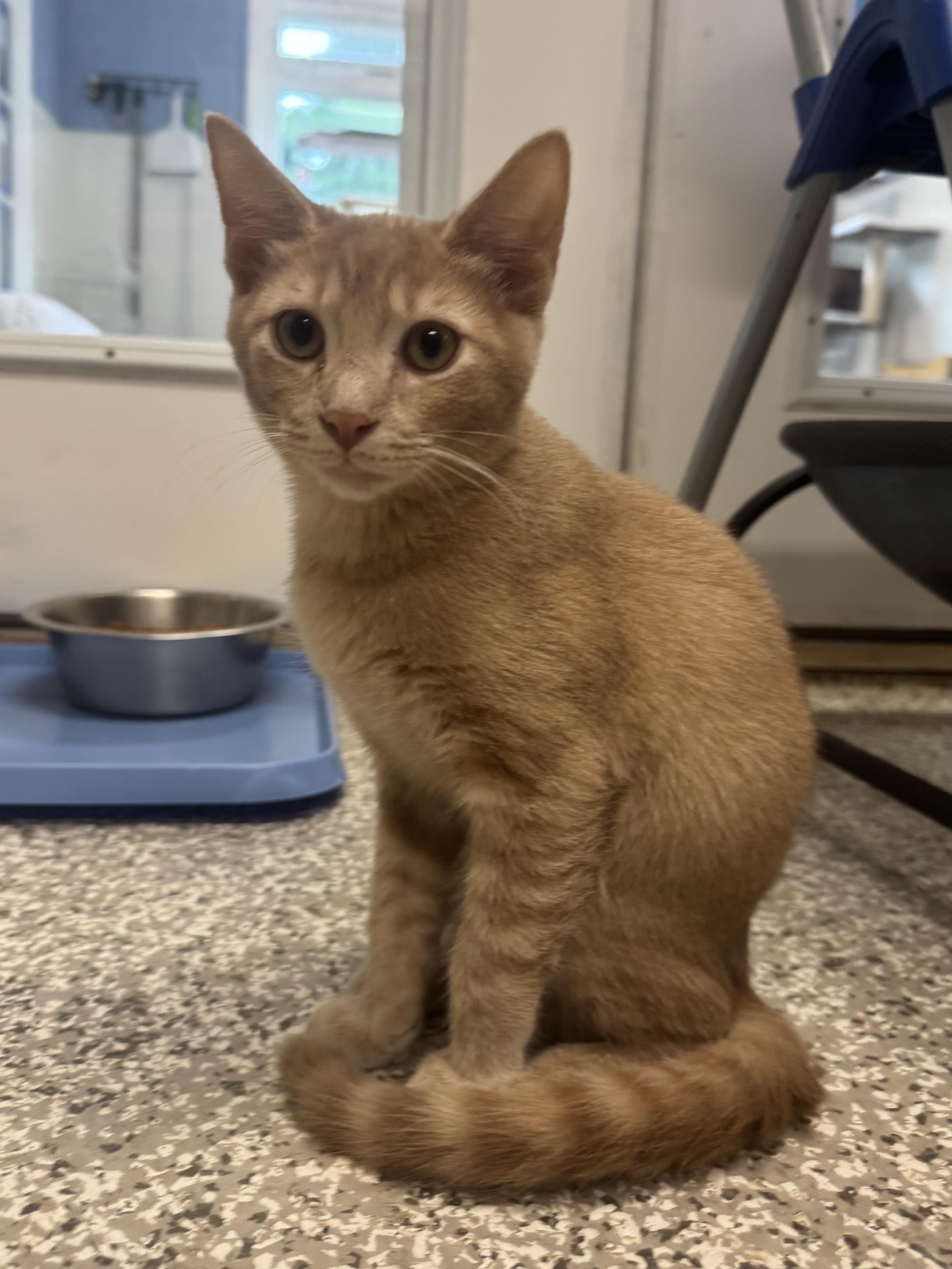 Manitoba, an adopted mixed breed in Chattanooga, TN image 6/6