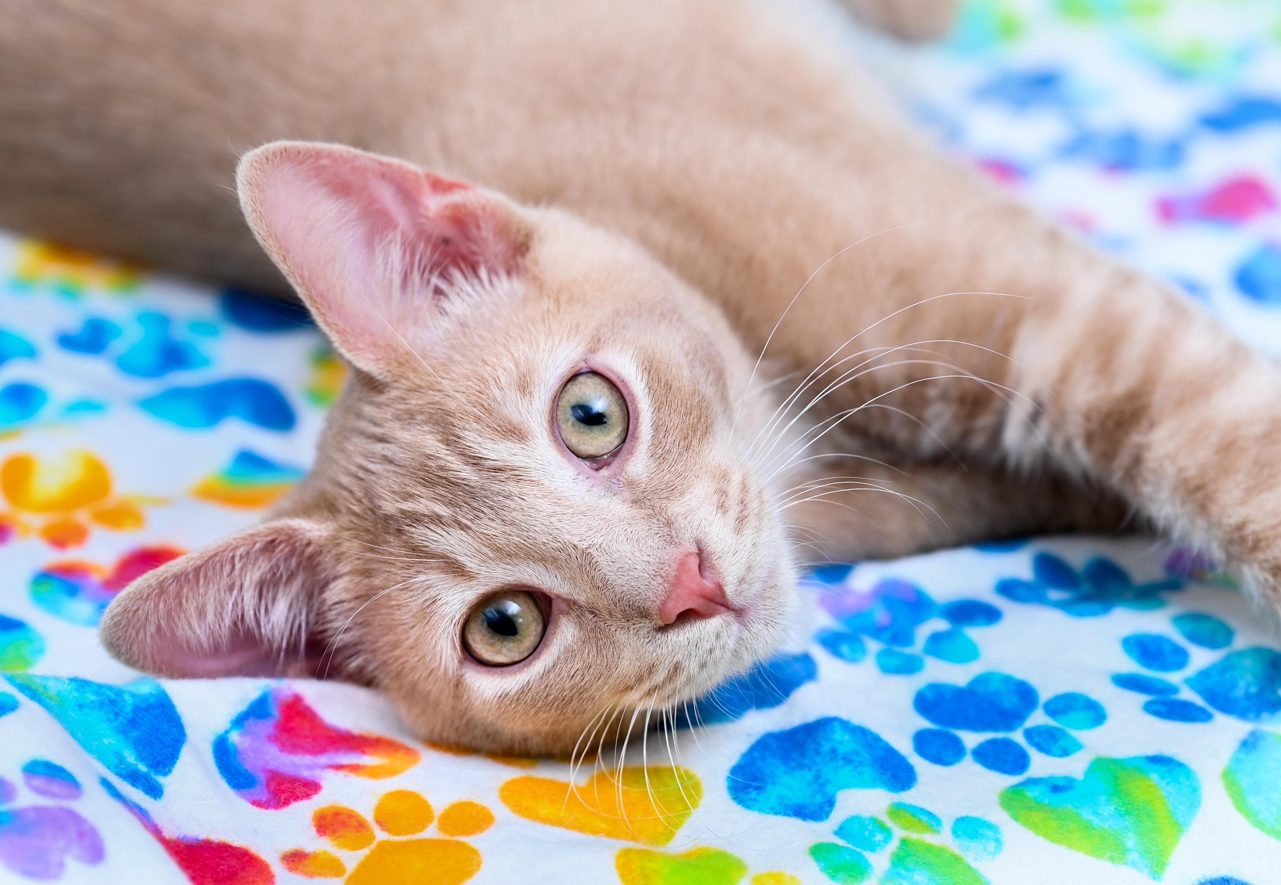 Manitoba, an adopted mixed breed in Chattanooga, TN image 4/6