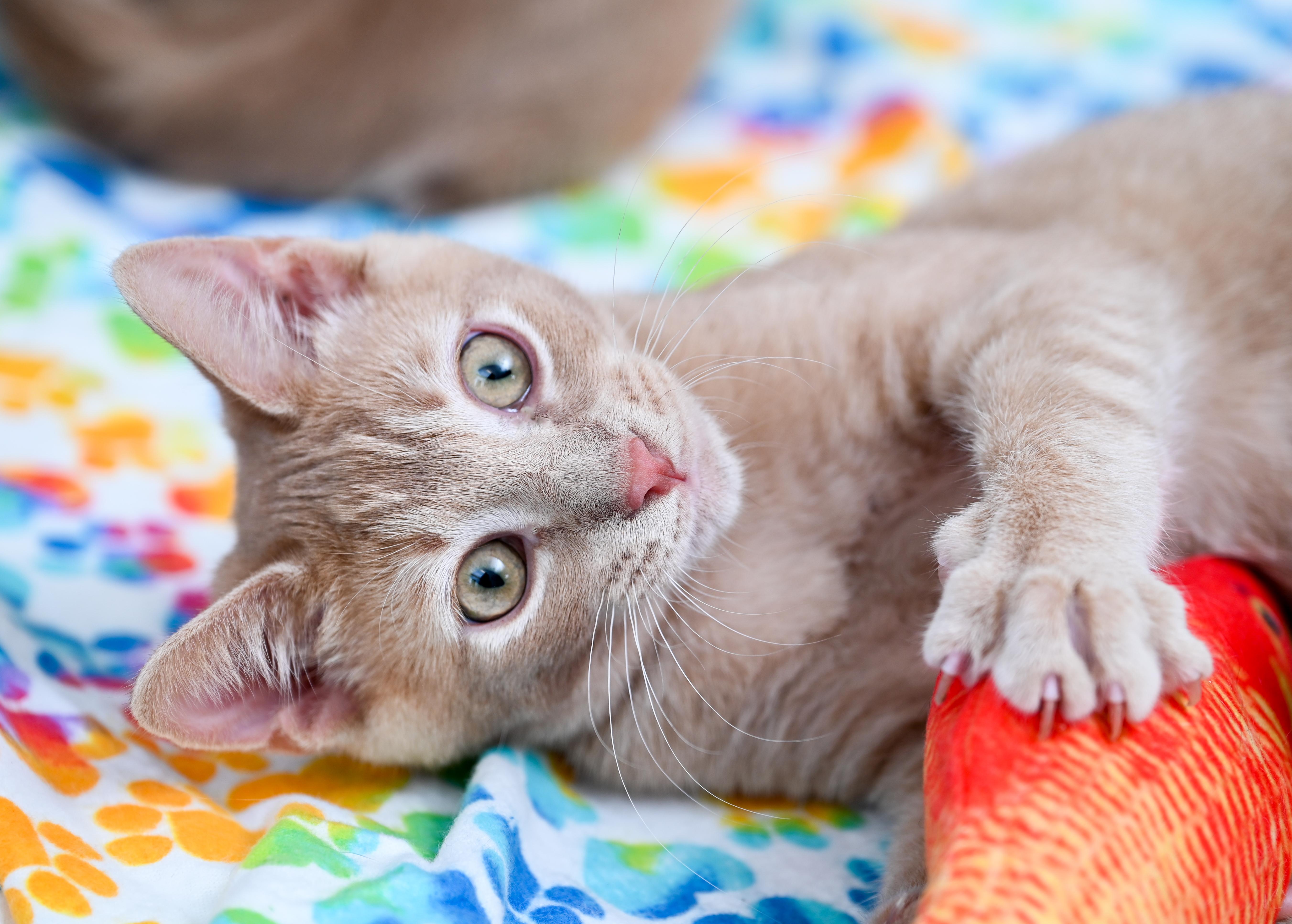 Manitoba, an adopted mixed breed in Chattanooga, TN image 5/6