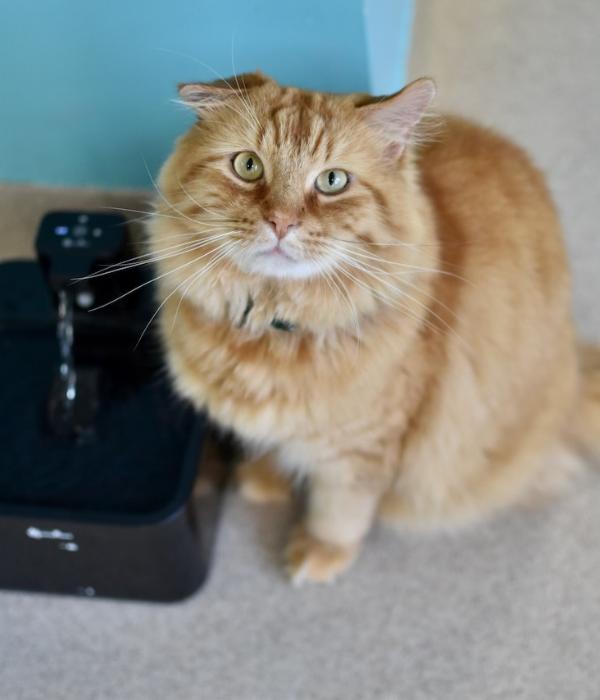 Aslan, Adoptable, Adult Male Domestic Medium Hair.