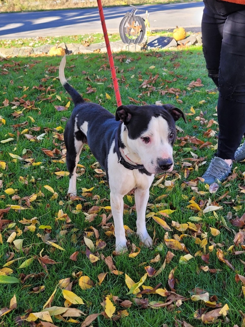 Moo, a Adopted mixed breed in Fleetwood, PA image 1/2