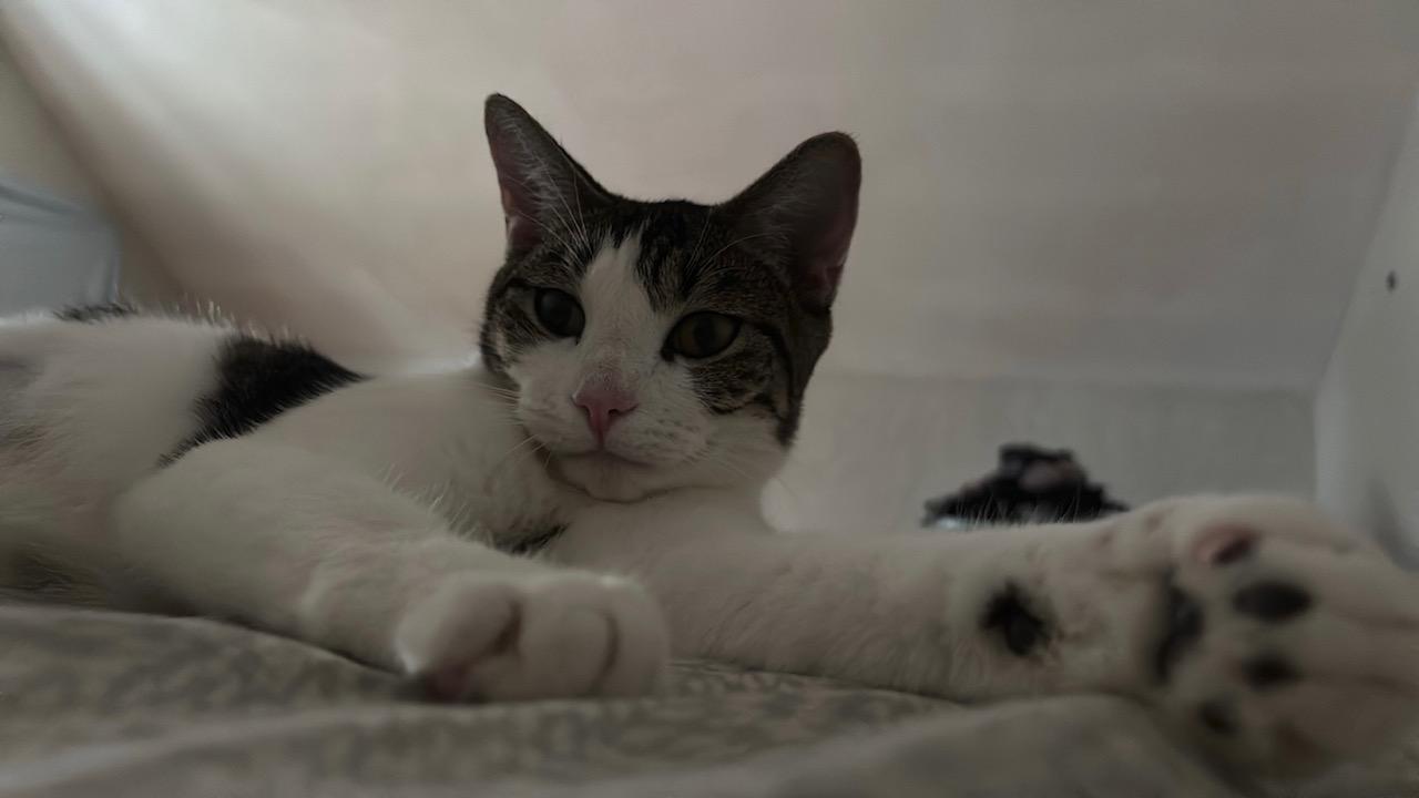 Enlarge April, an adopted Tabby in Medford, MA image 5/6
