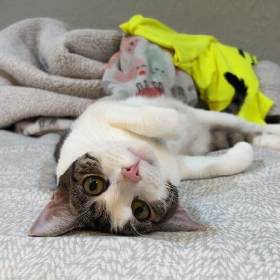 April, a ADOPTABLE Tabby in Medford, MA image 3/3