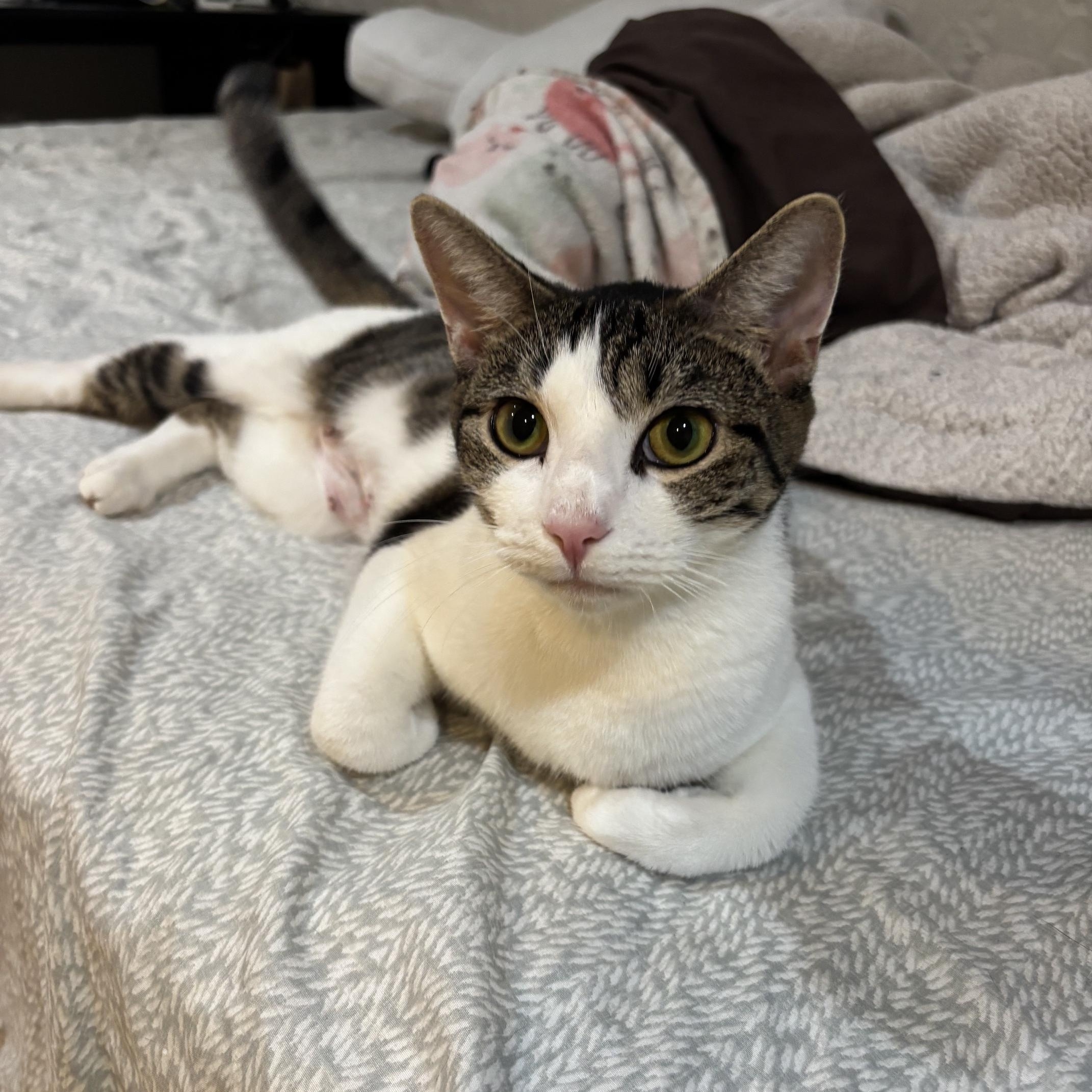 April, adopted, Young Female Tabby.