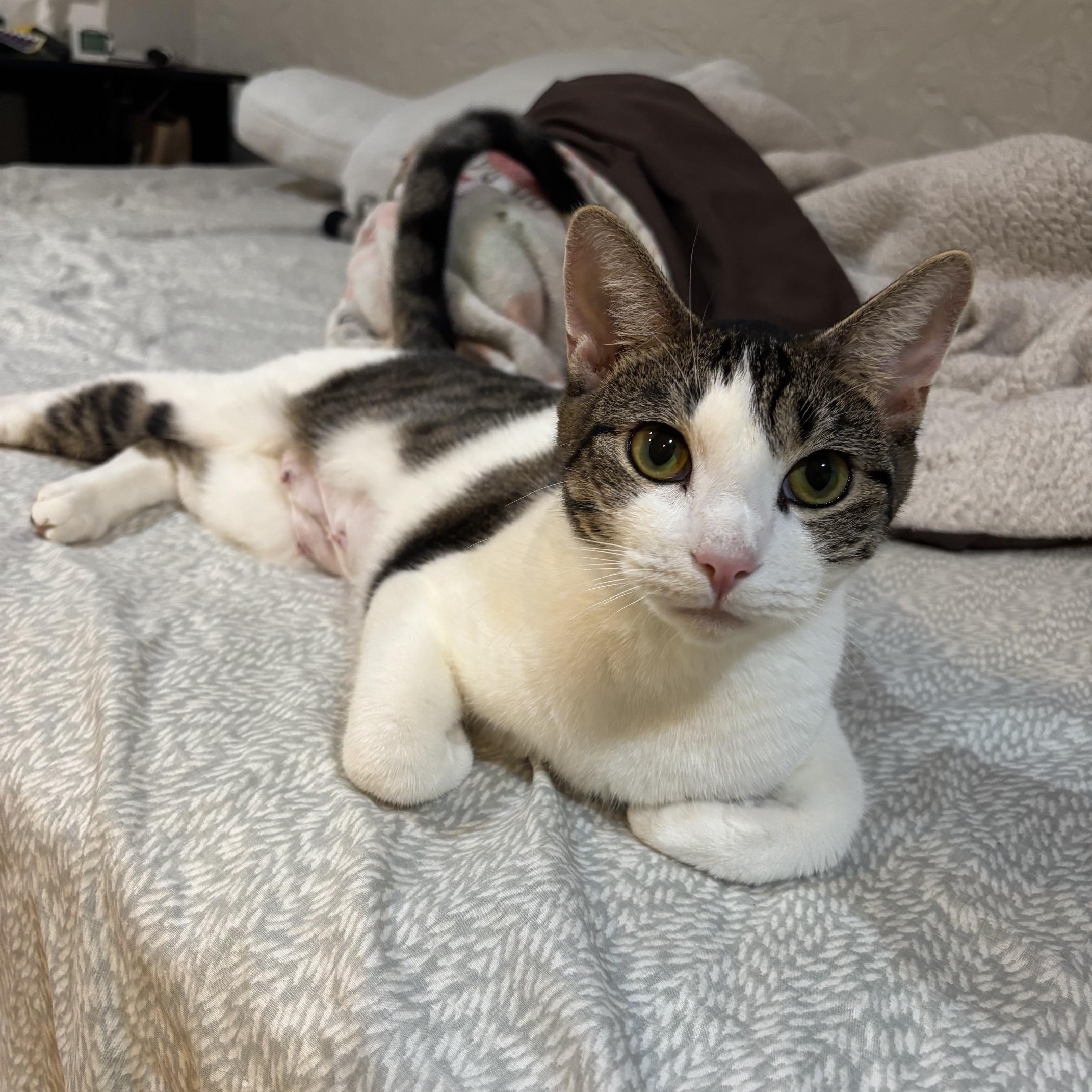 Enlarge April, an adopted Tabby in Medford, MA image 4/6
